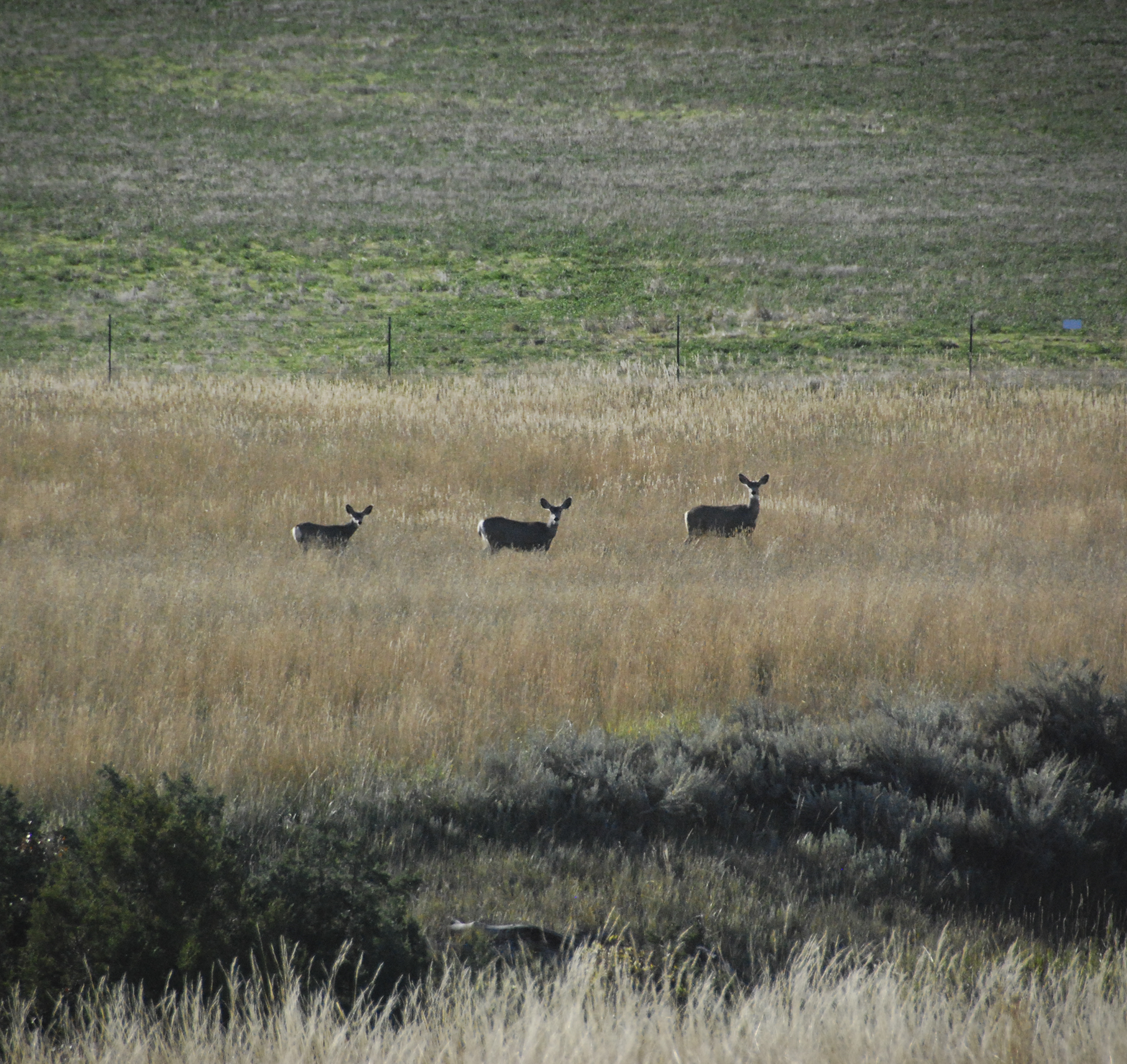 Sweet Grass Creek Ranch property picture 5 of 45