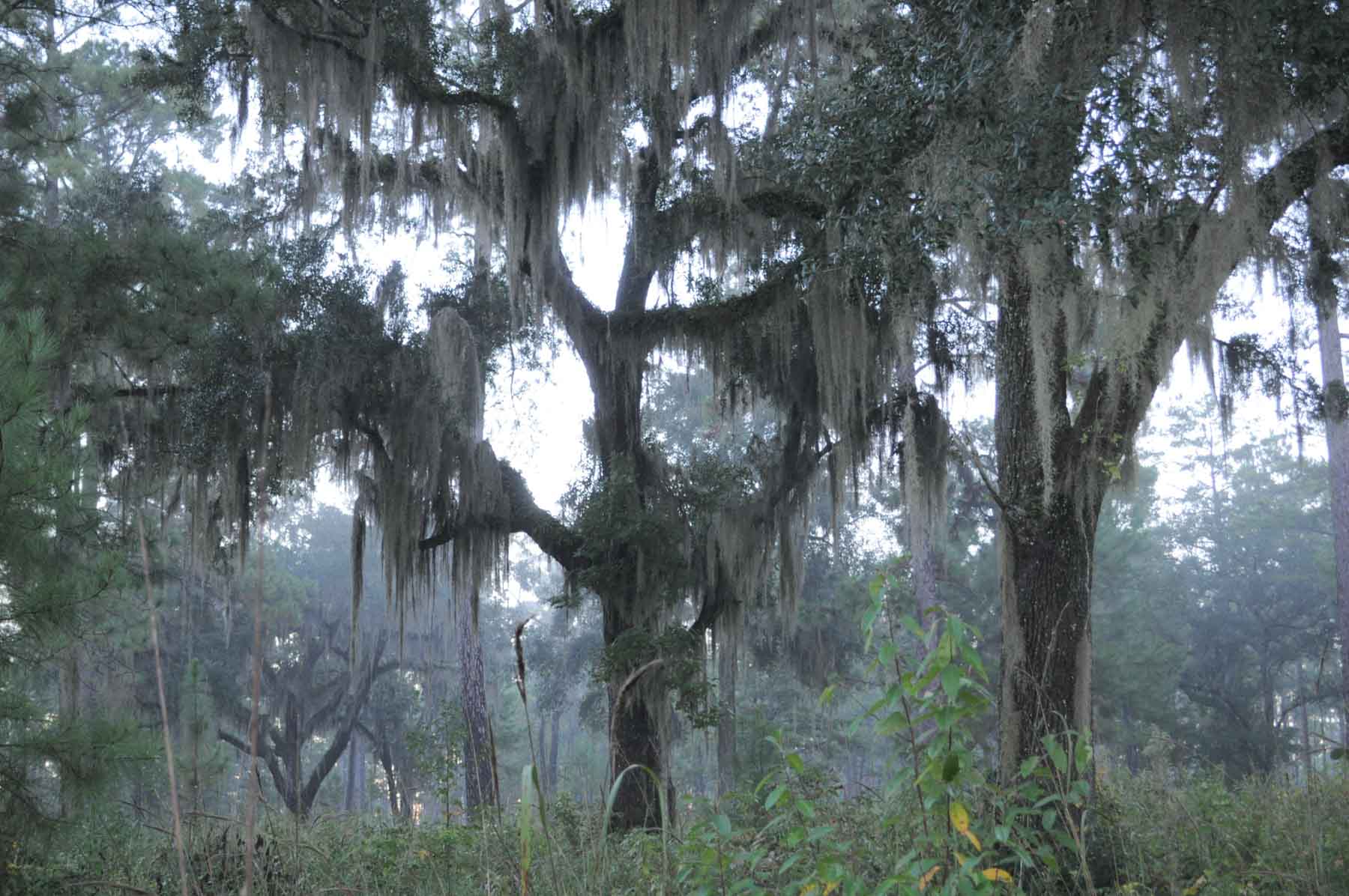 Braewood property picture 2 of 16