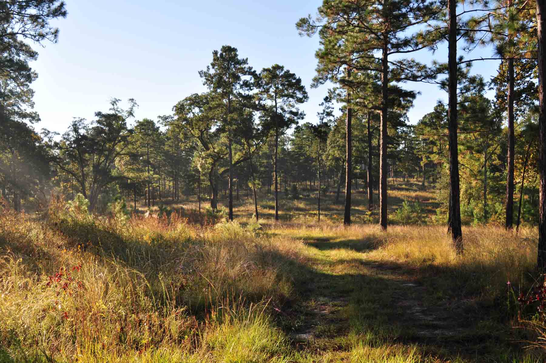 Braewood property picture 5 of 16