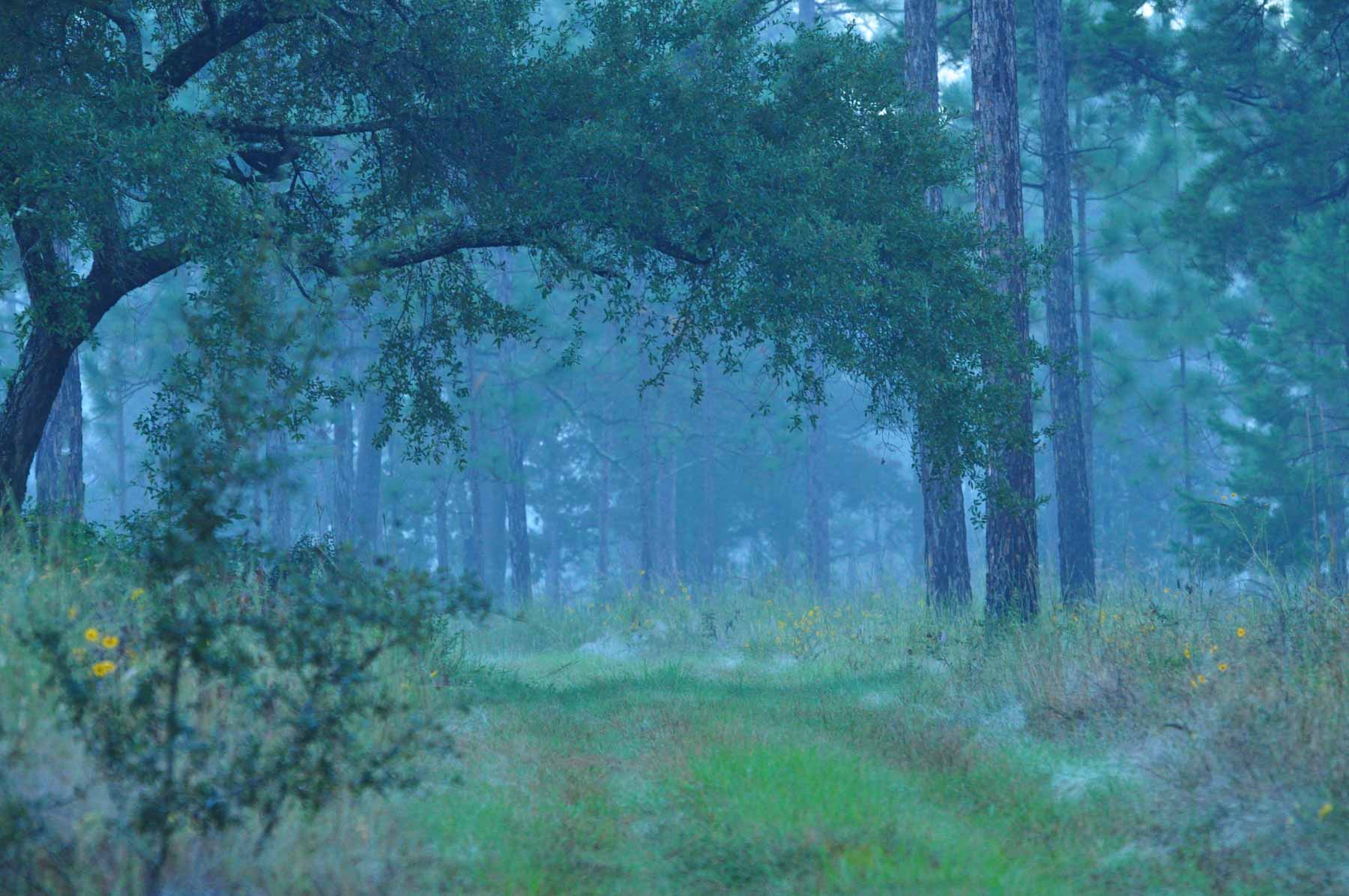 Braewood property picture 6 of 16