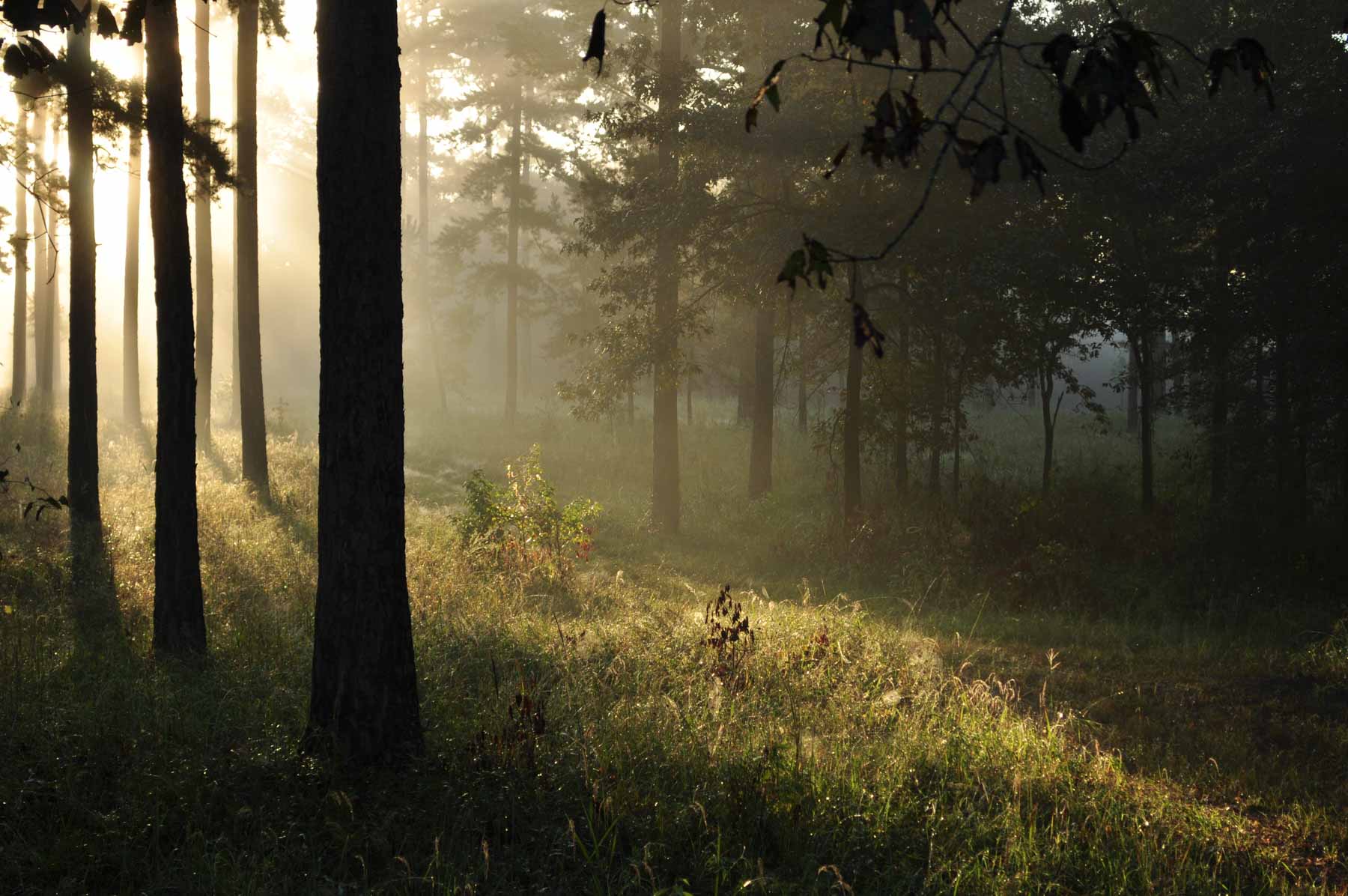 Braewood property picture 15 of 16