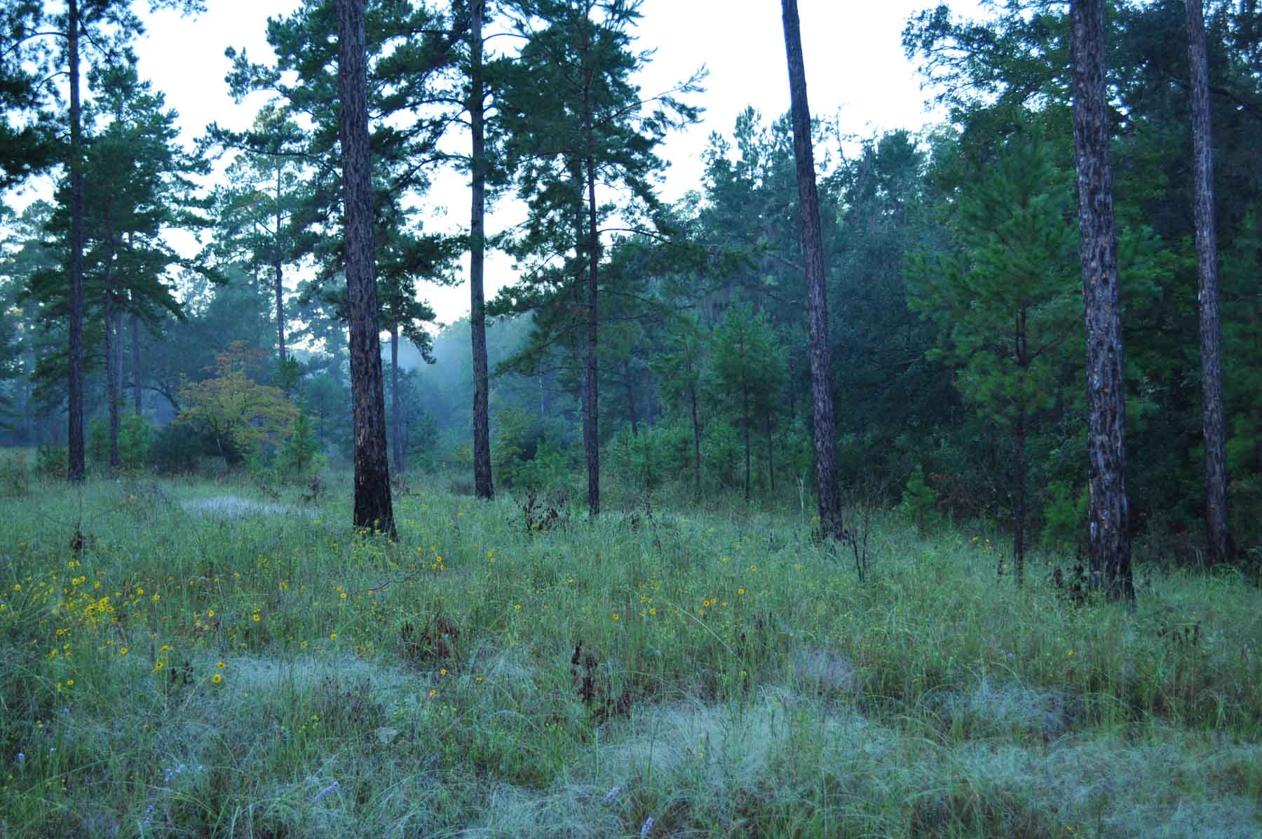 Braewood property picture 8 of 16