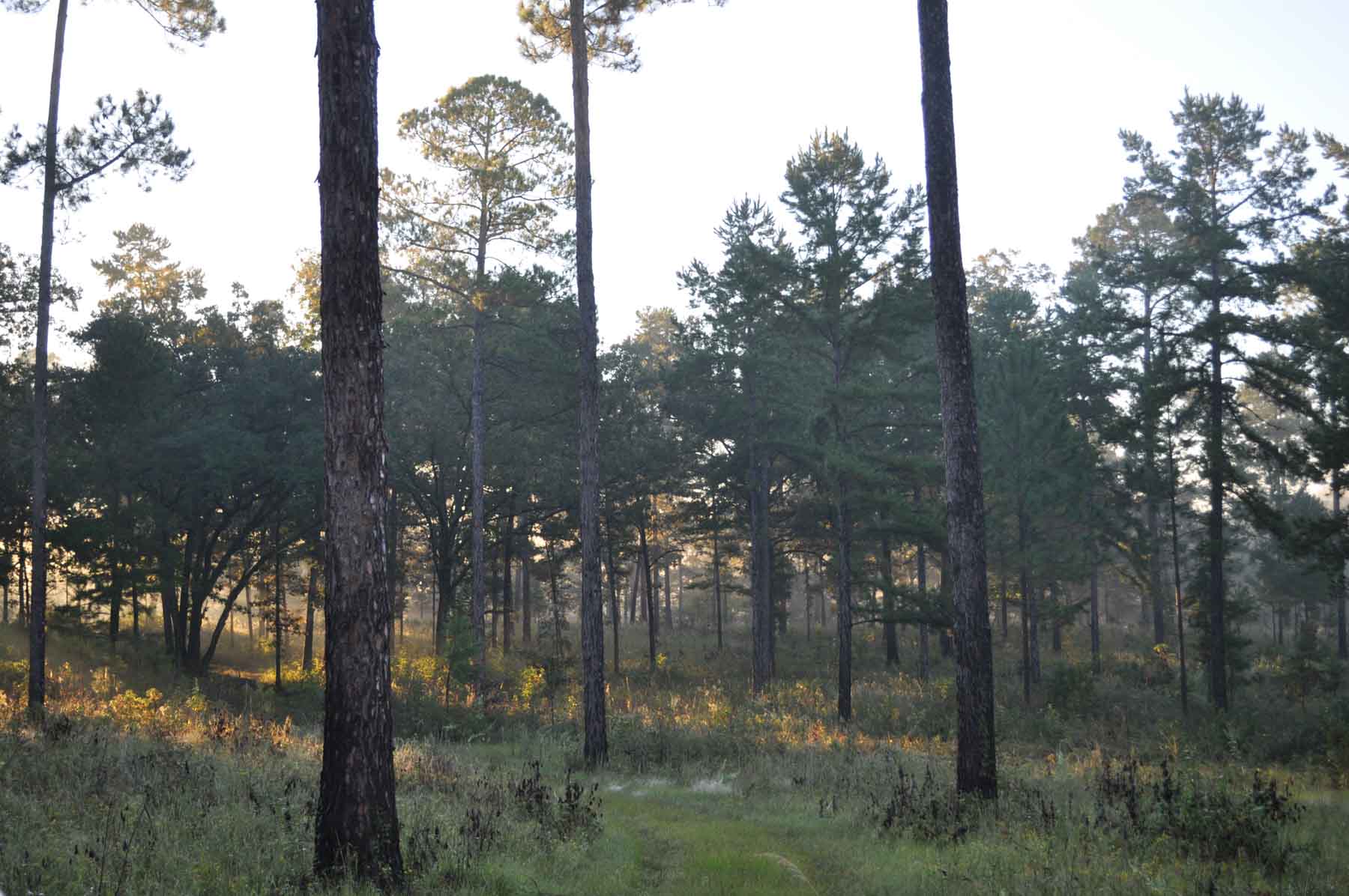 Braewood property picture 10 of 16