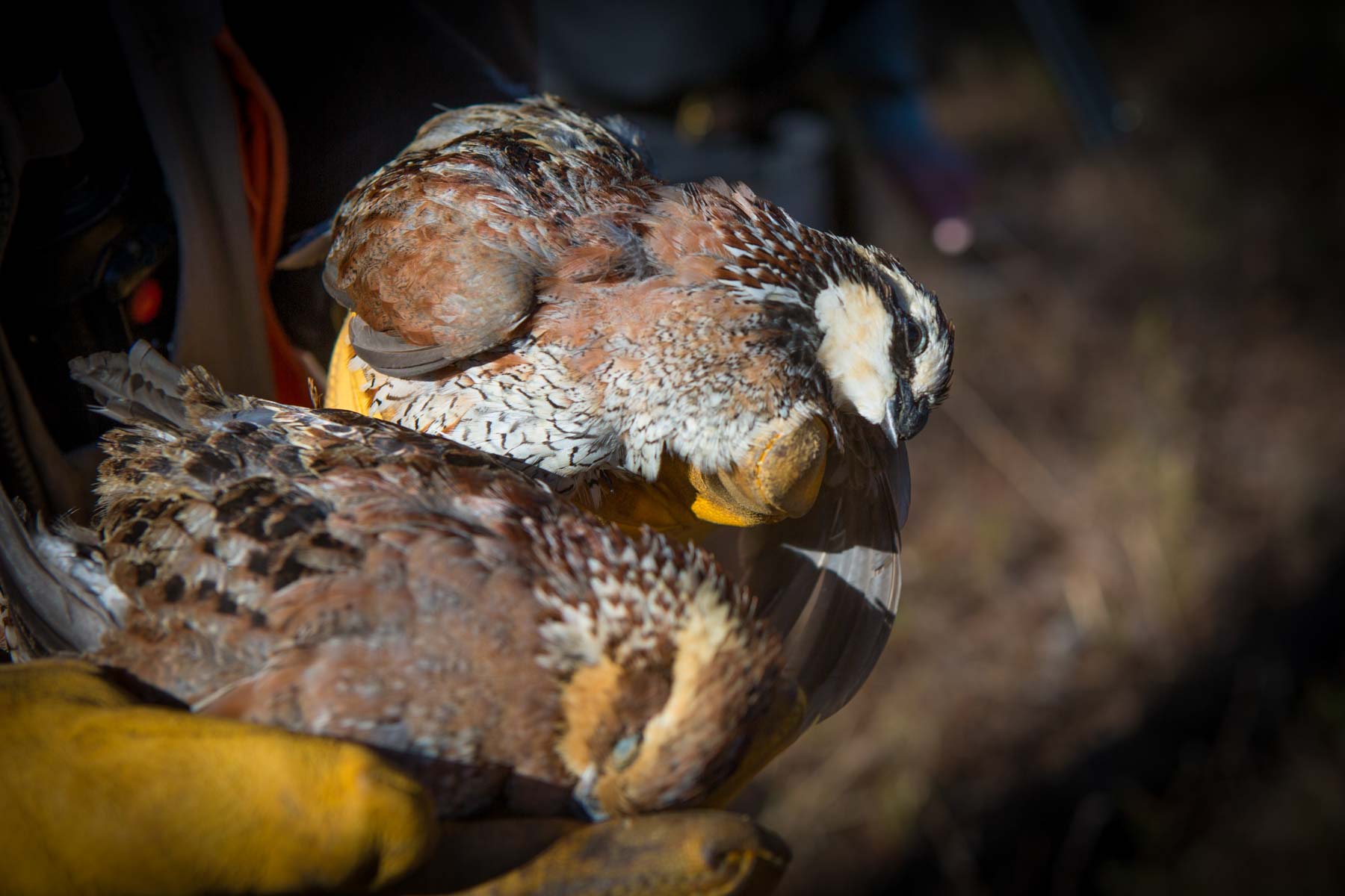 Braewood property picture 11 of 16