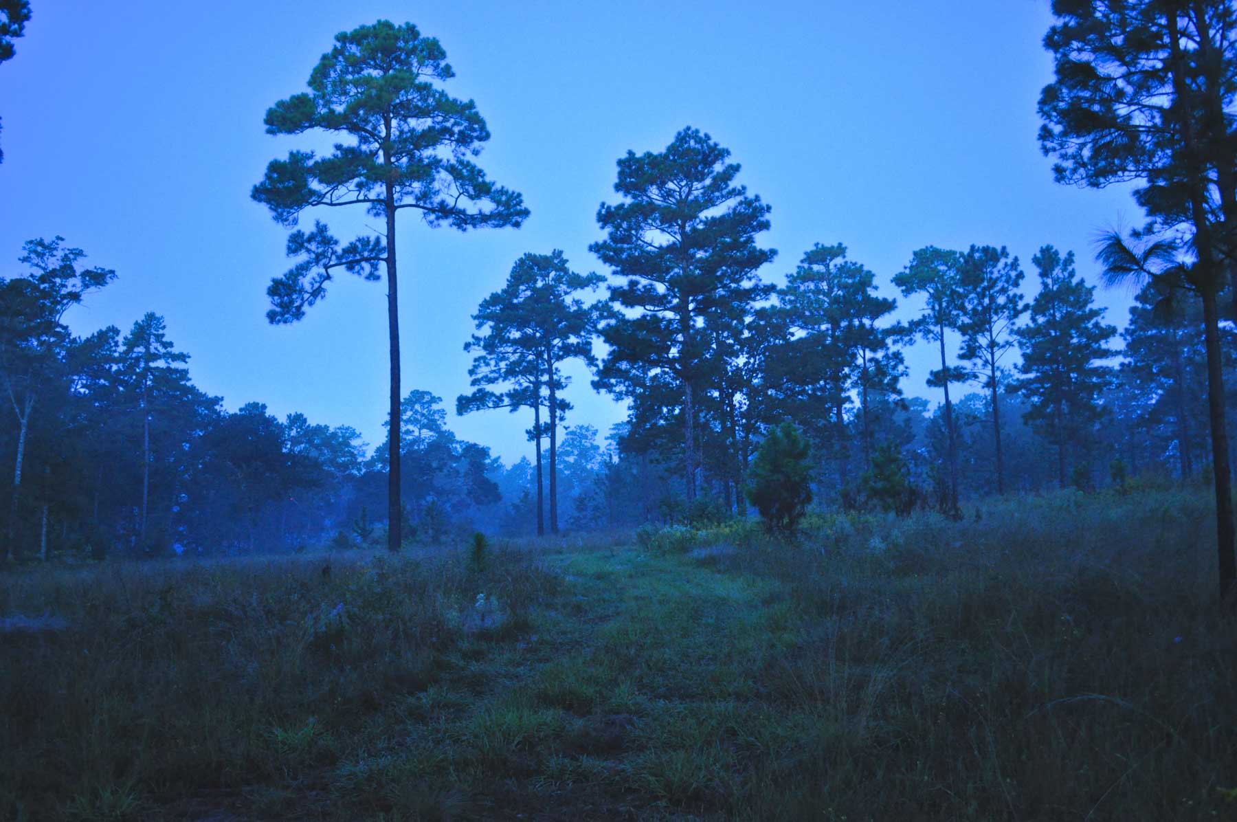 Braewood property picture 12 of 16