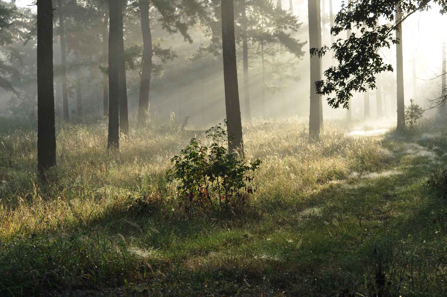 Braewood property picture 13 of 16