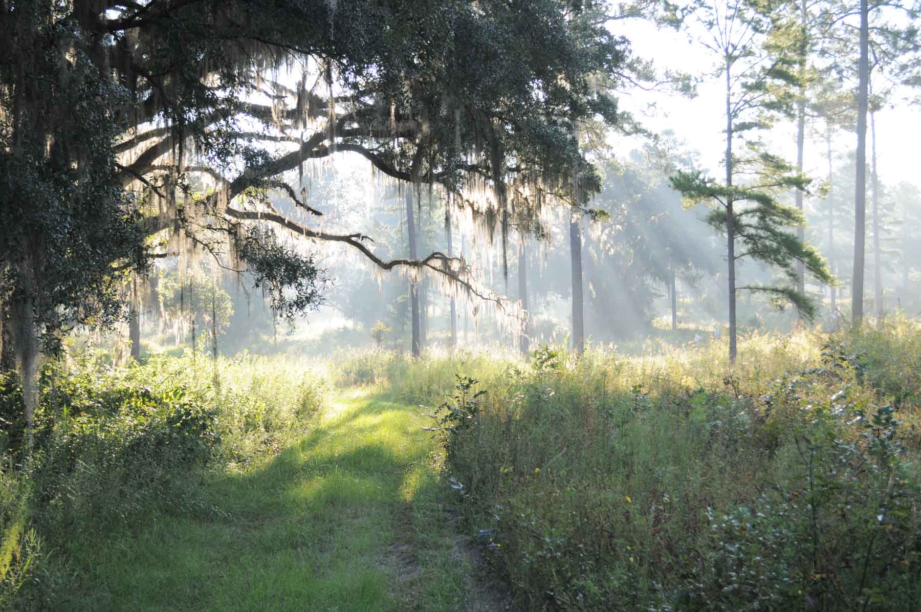 Braewood property picture 16 of 16