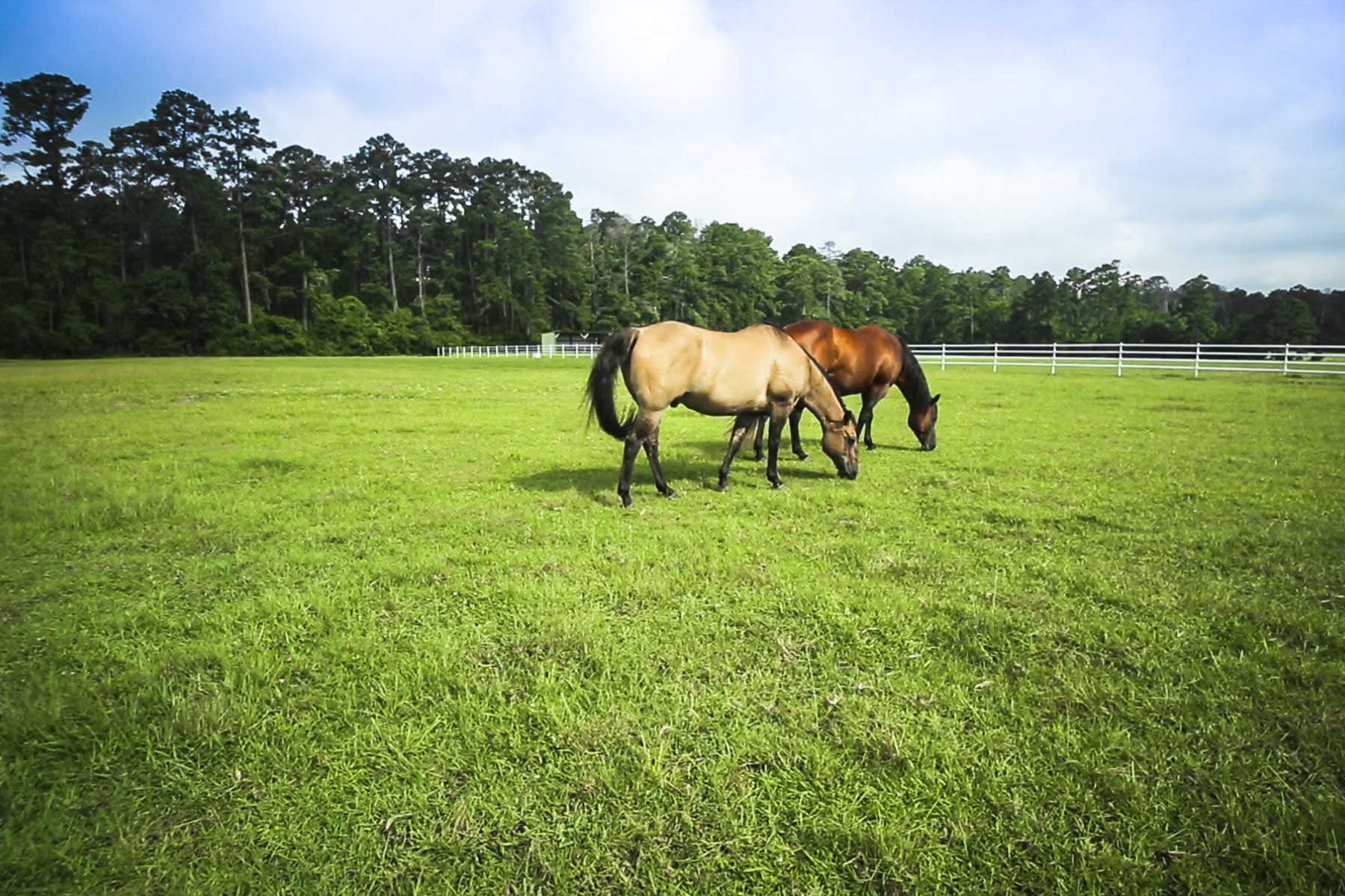 Cripple Creek Ranch property picture 3 of 45