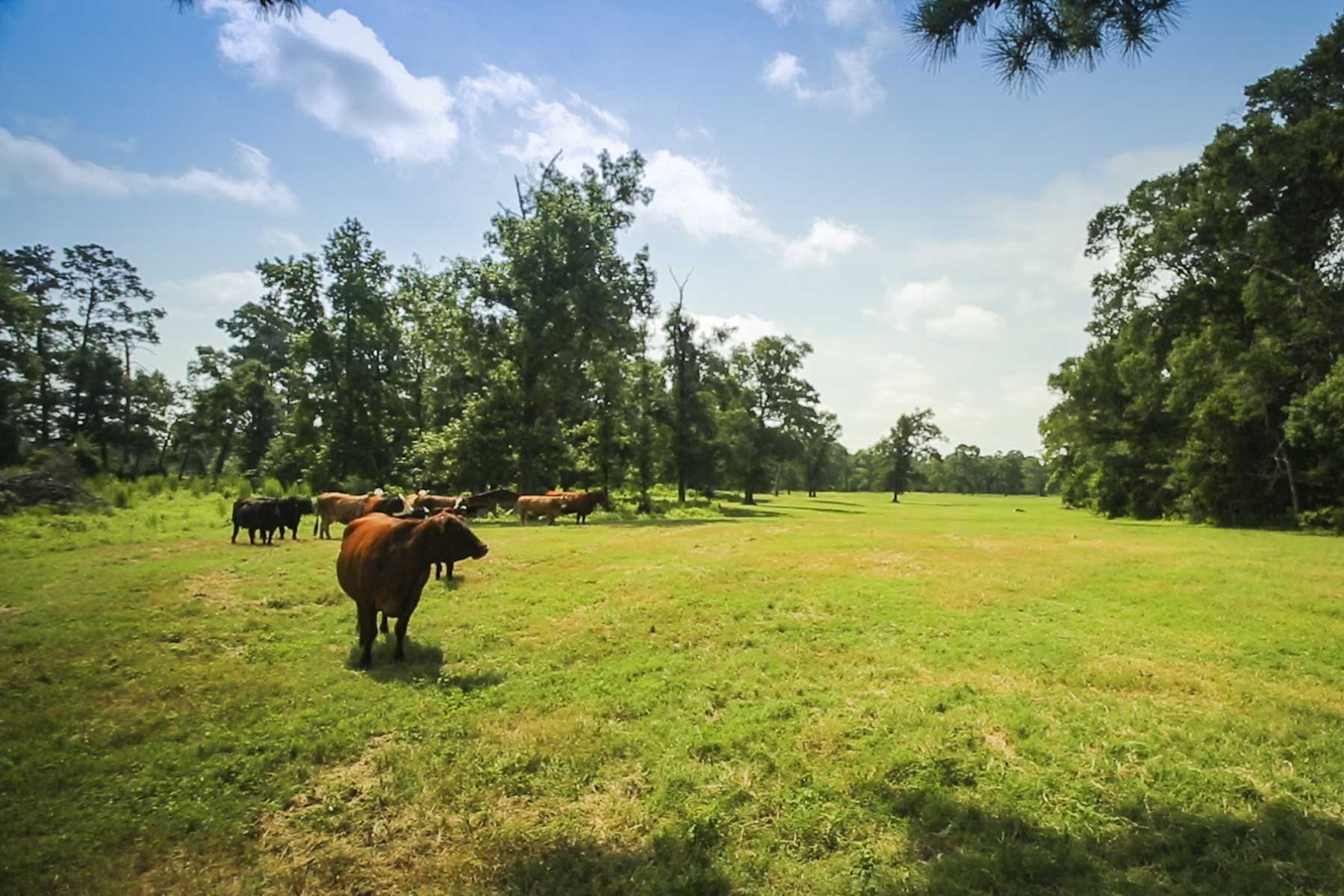 Cripple Creek Ranch property picture 14 of 45
