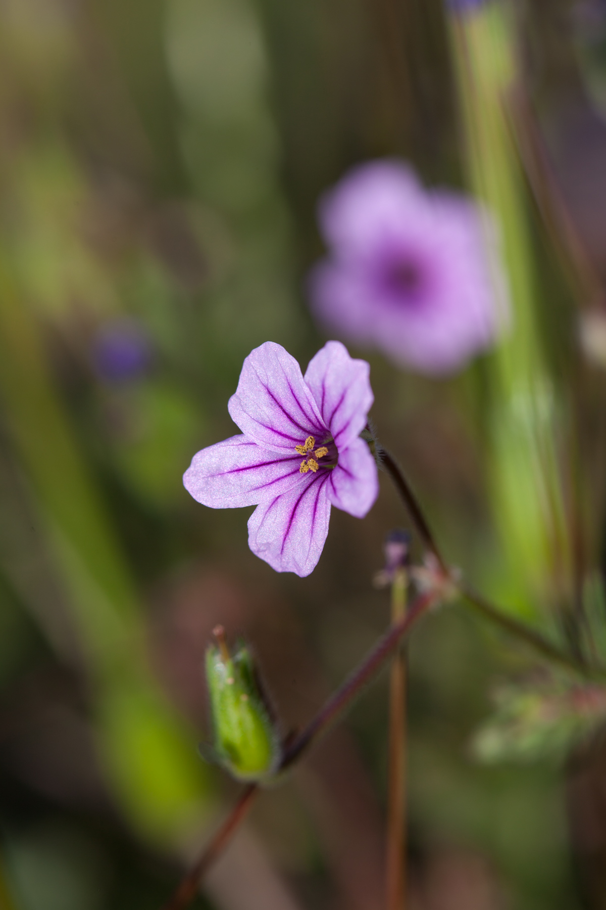 Rana Creek Ranch property picture 104 of 121