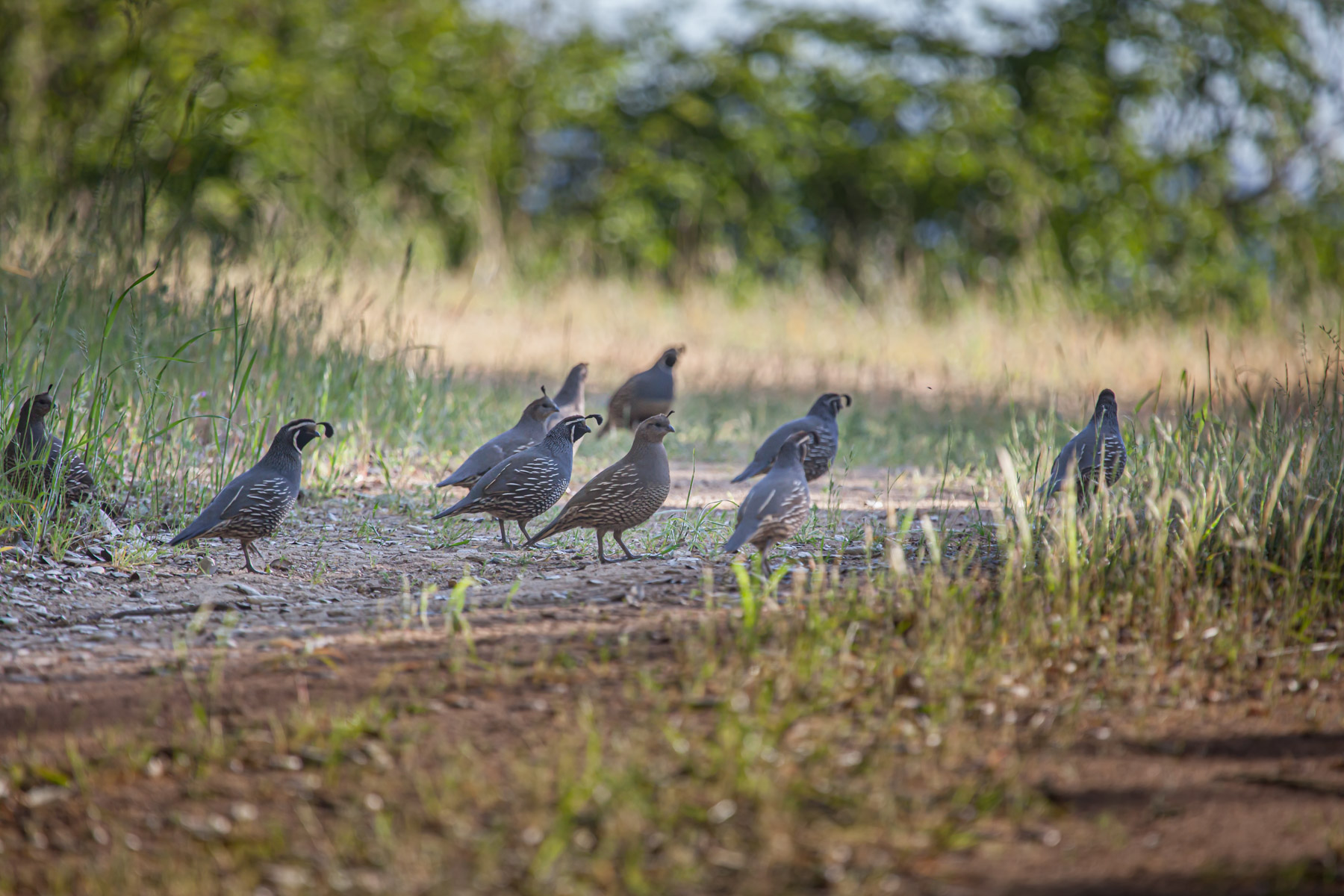 Rana Creek Ranch property picture 8 of 121