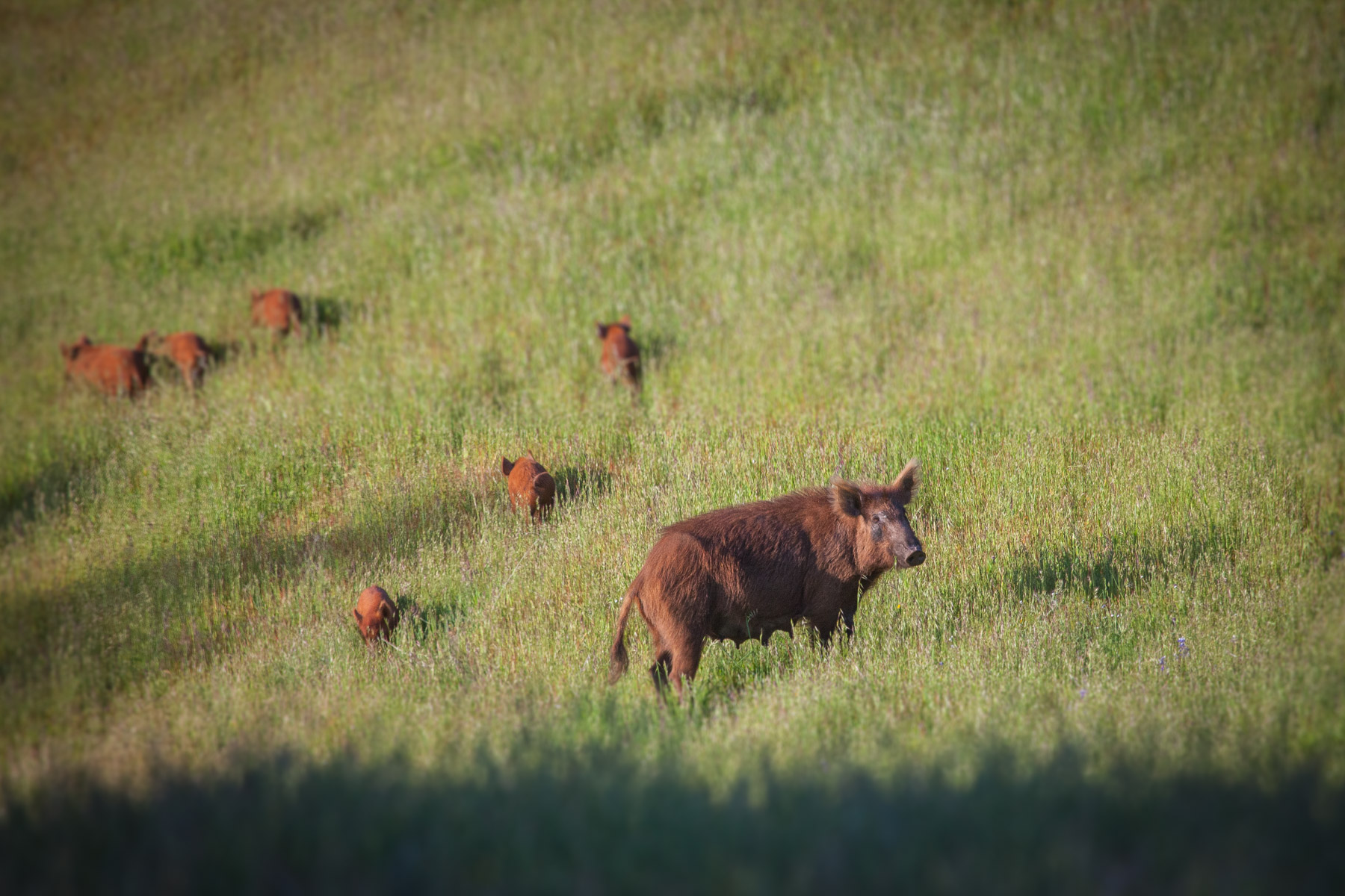 Rana Creek Ranch property picture 90 of 121