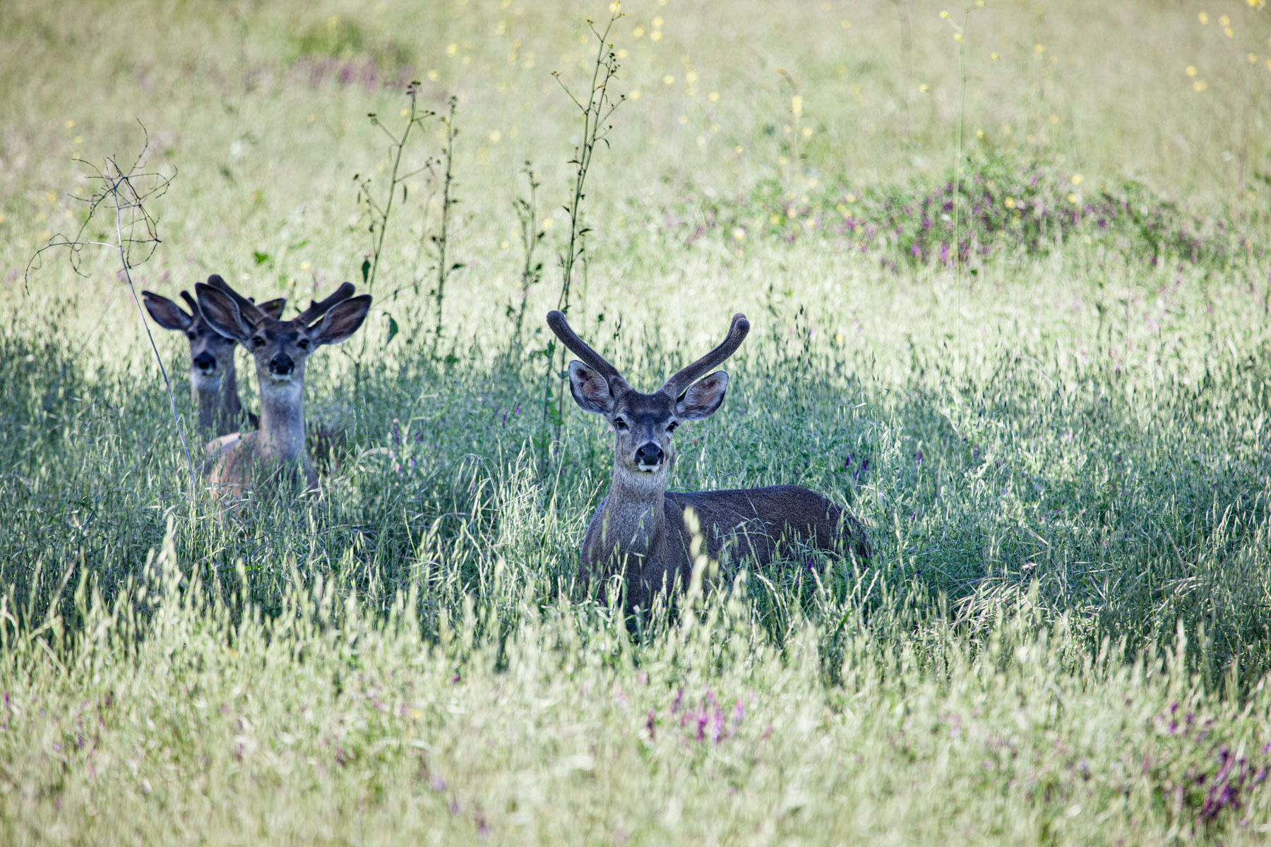 Rana Creek Ranch property picture 110 of 121