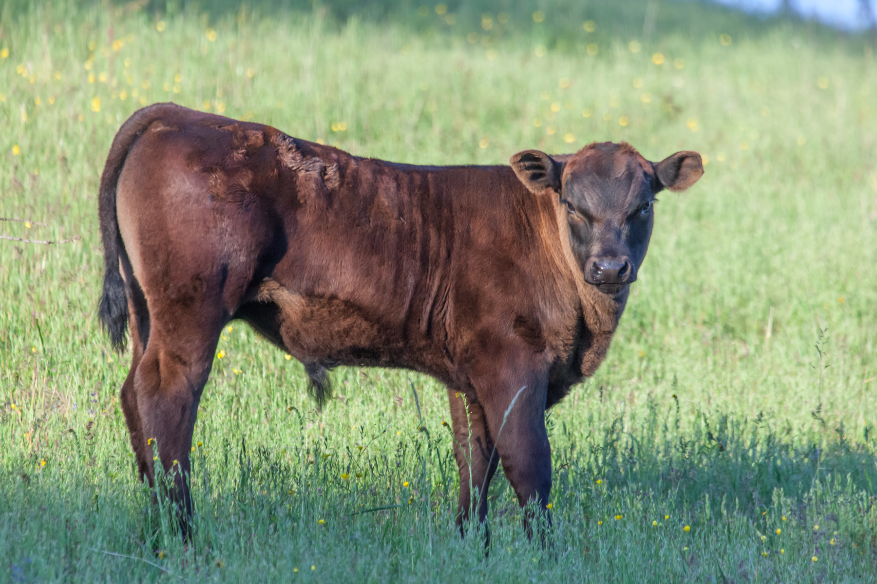 Rana Creek Ranch property picture 10 of 121