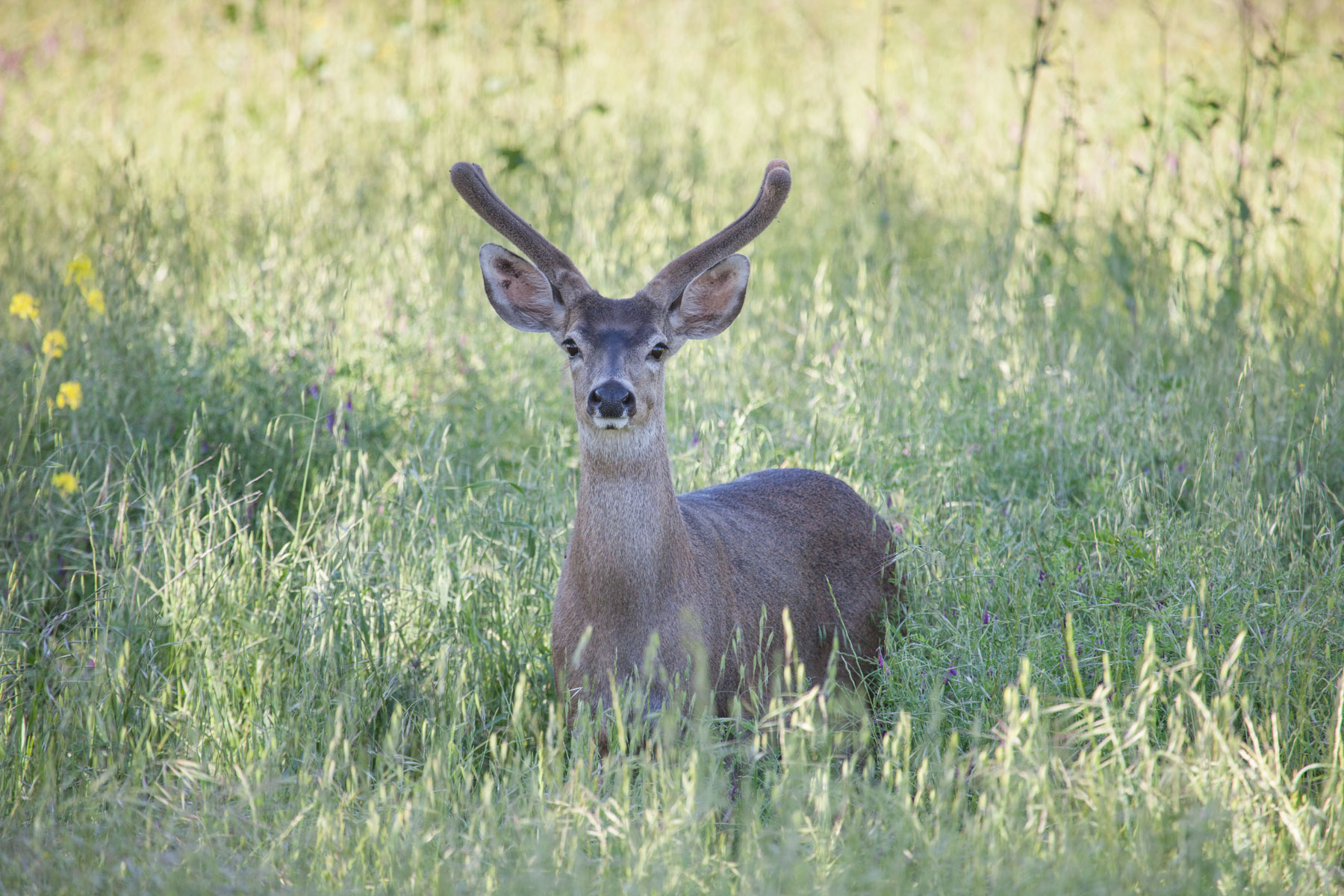 Rana Creek Ranch property picture 111 of 121