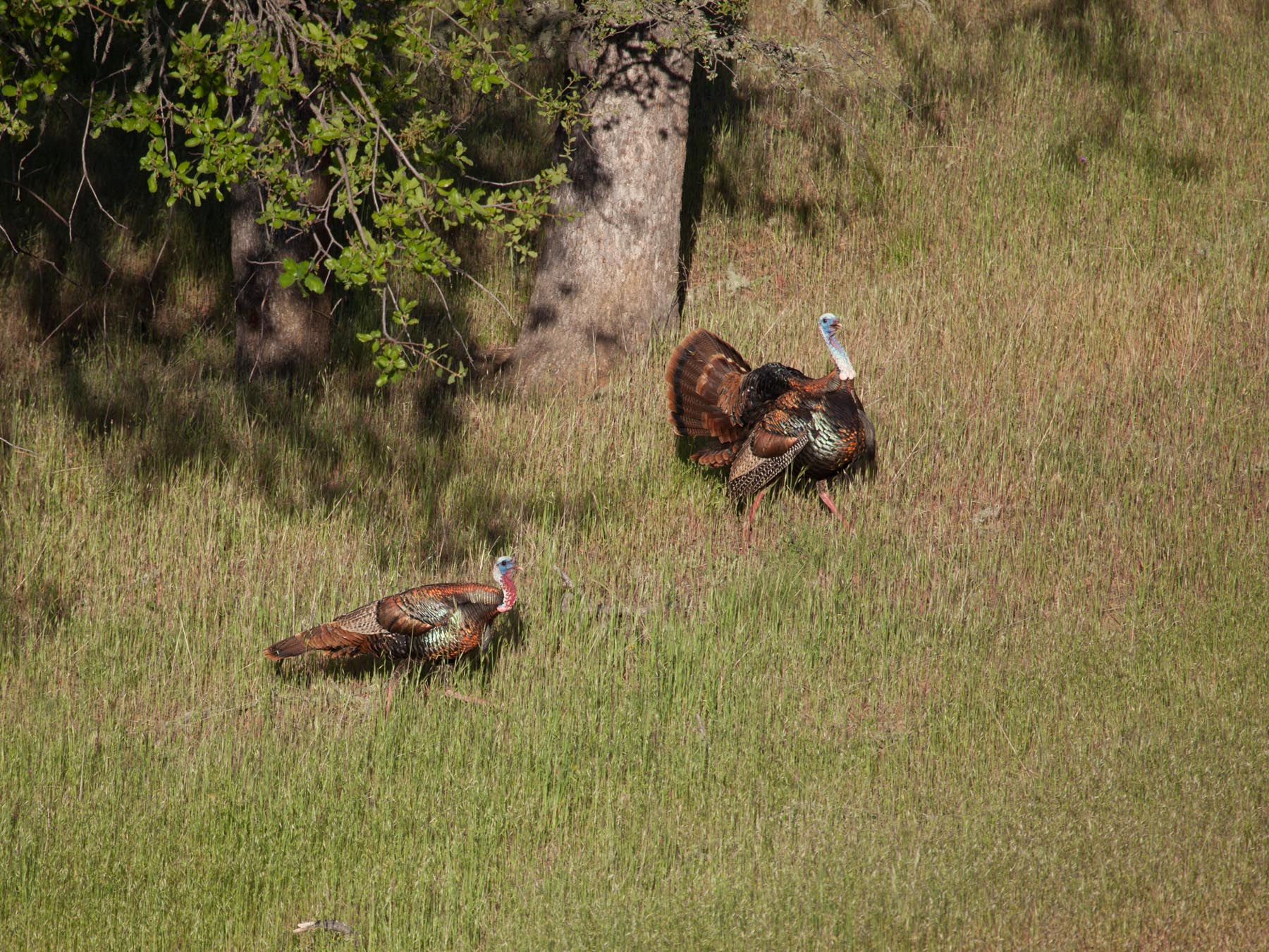 Rana Creek Ranch property picture 102 of 121