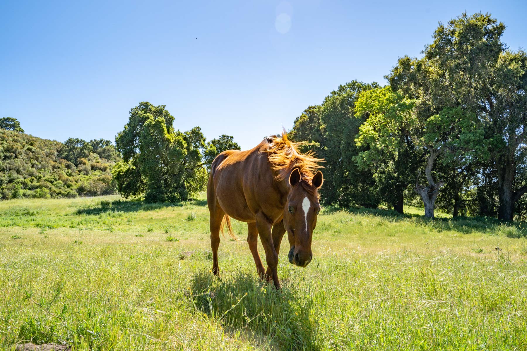Rana Creek Ranch property picture 83 of 121