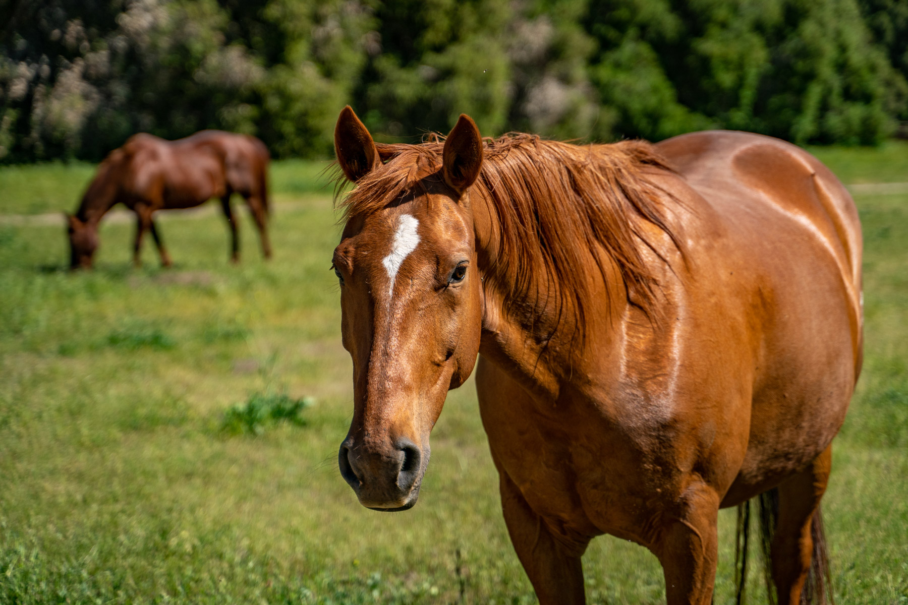 Rana Creek Ranch property picture 82 of 121