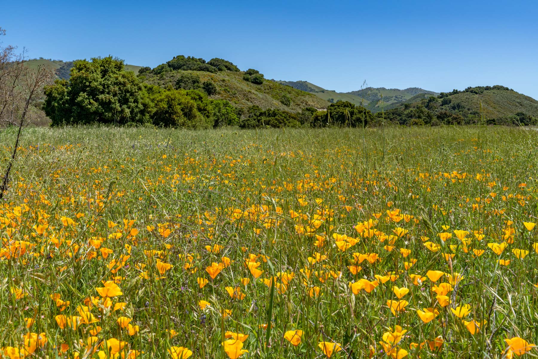 Rana Creek Ranch property picture 12 of 121