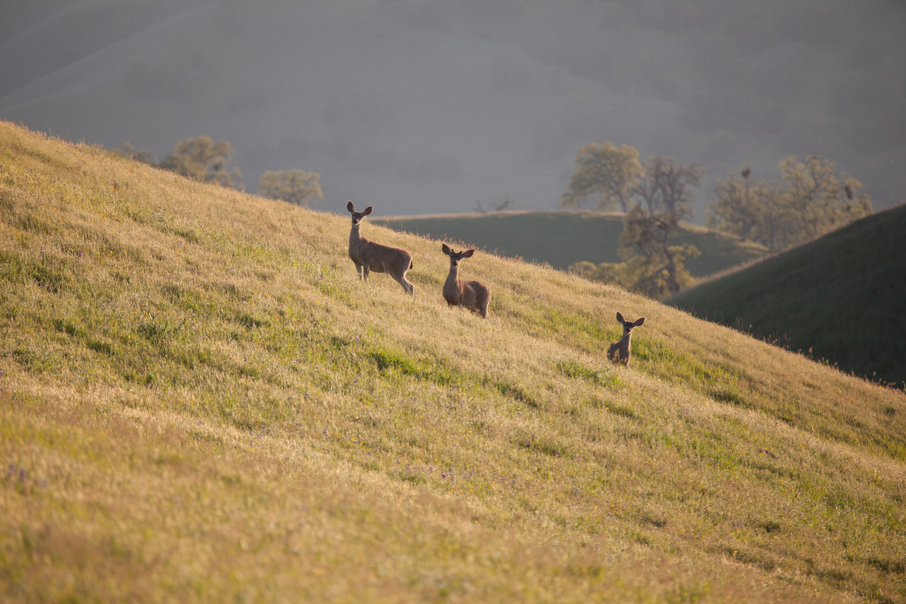 Rana Creek Ranch property picture 9 of 121