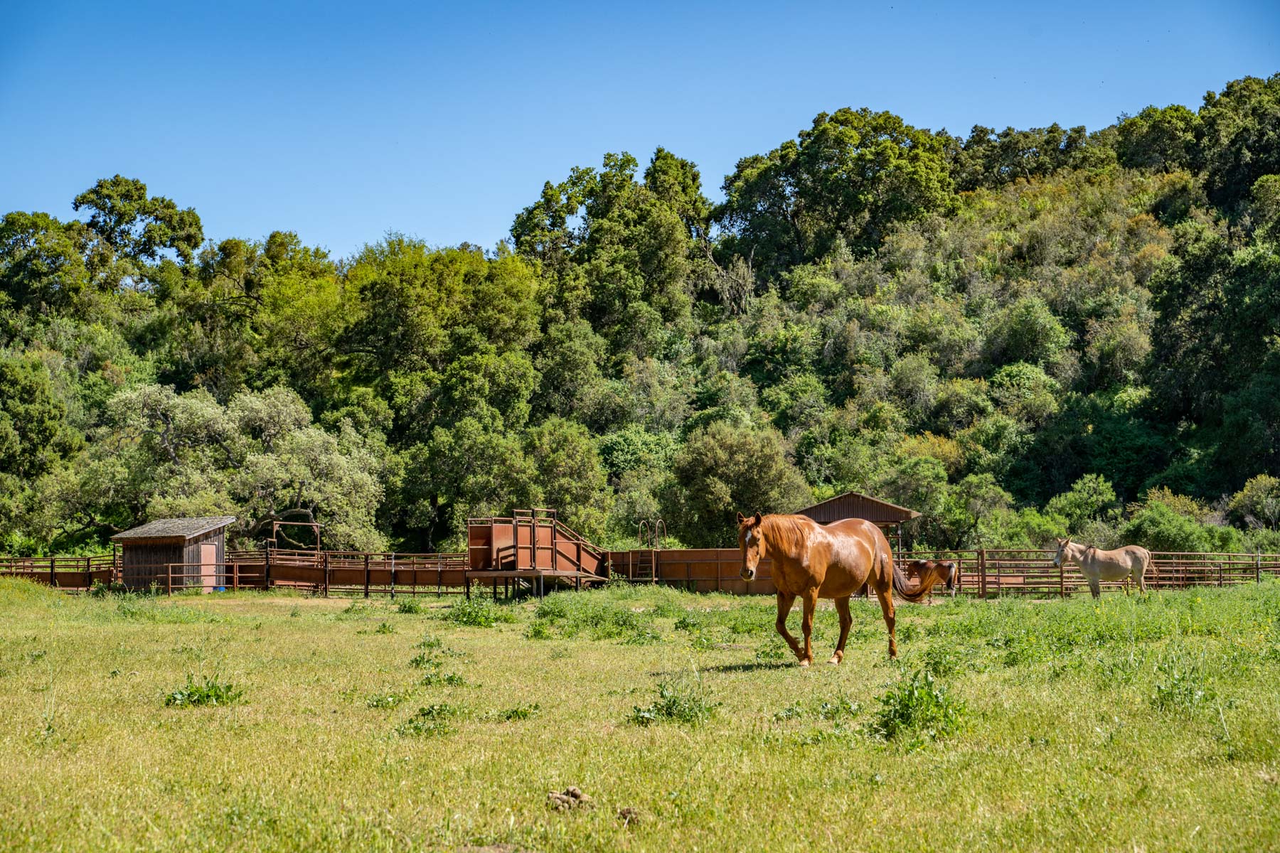 Rana Creek Ranch property picture 81 of 121
