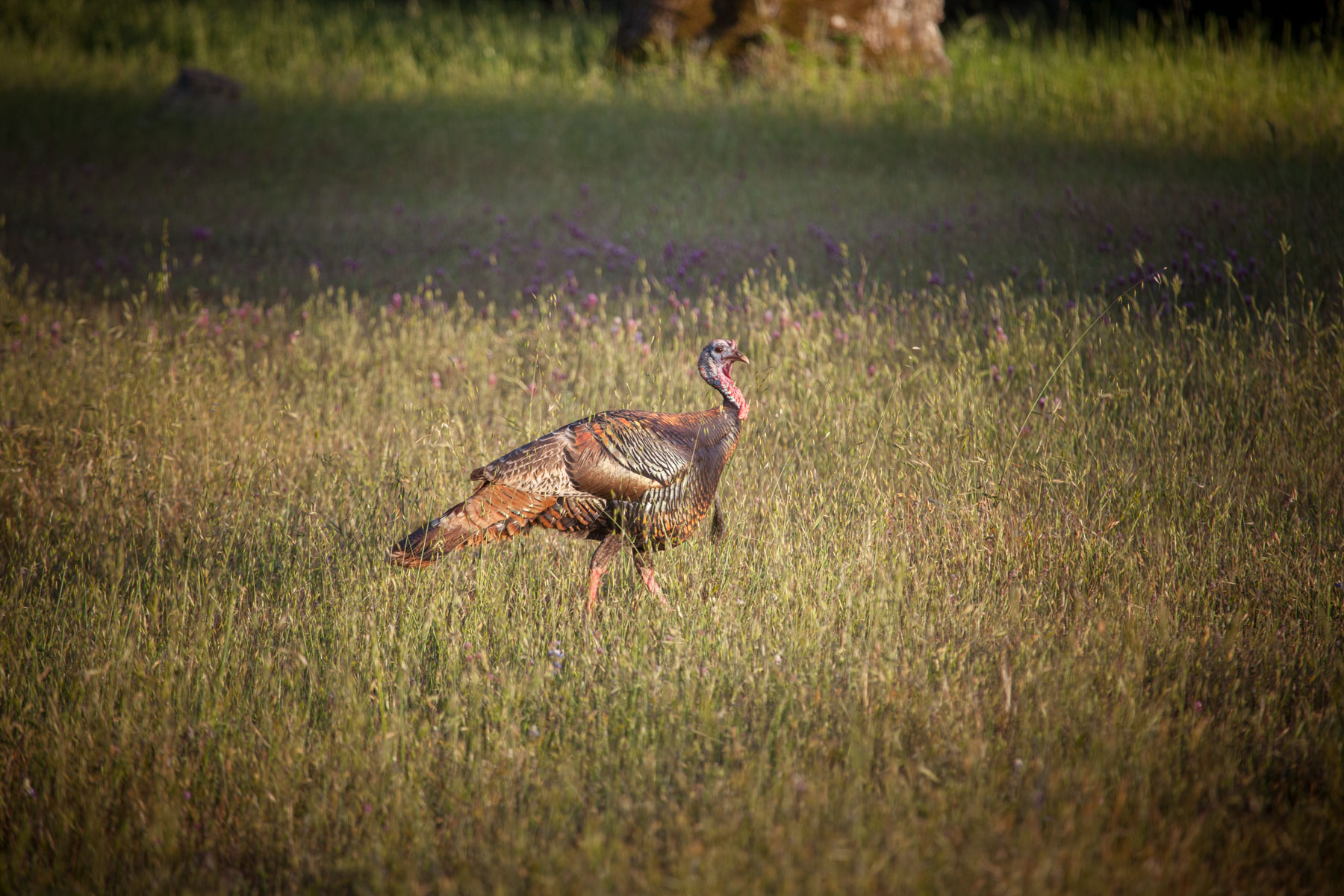 Rana Creek Ranch property picture 116 of 121
