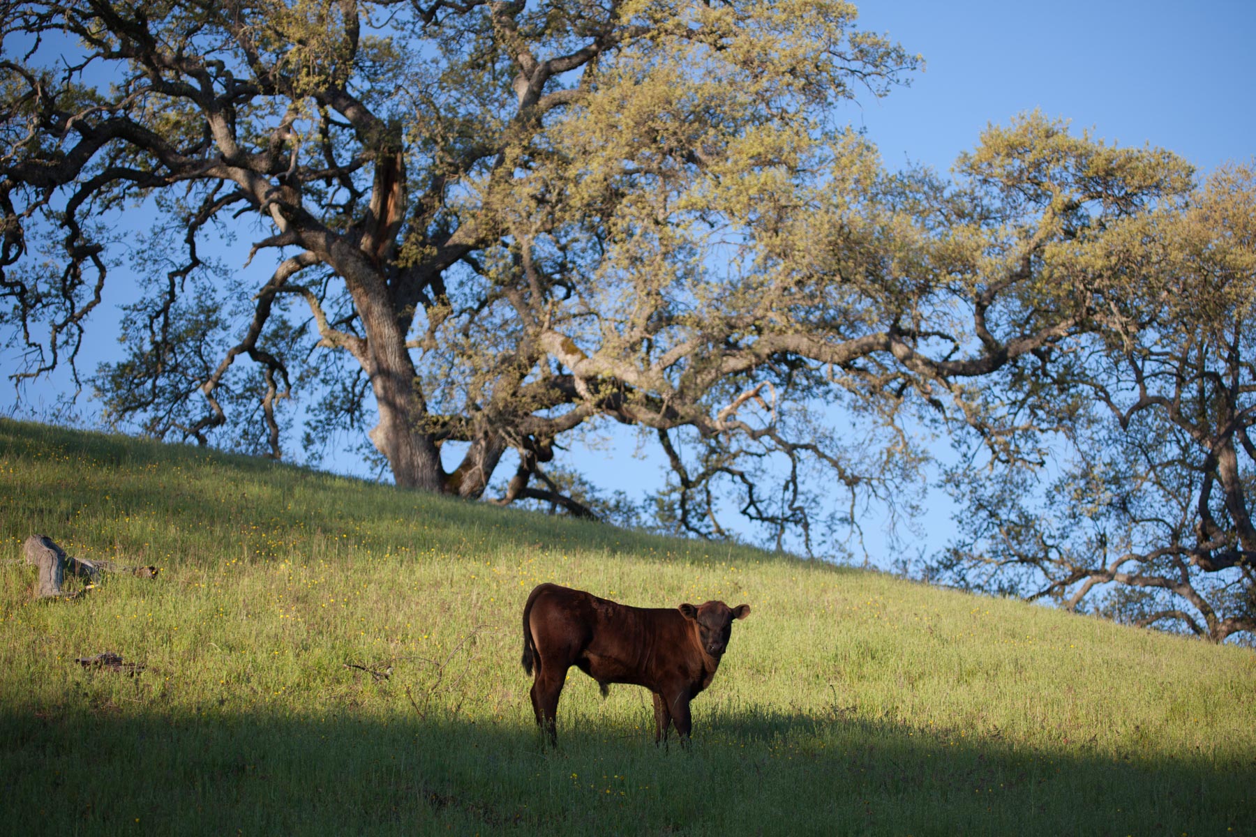 Rana Creek Ranch property picture 100 of 121