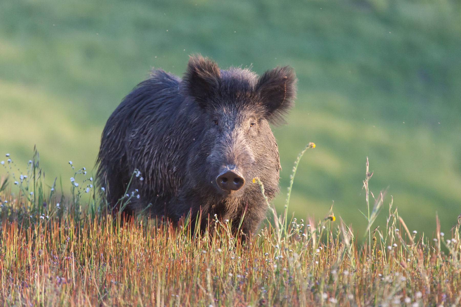 Rana Creek Ranch property picture 93 of 121