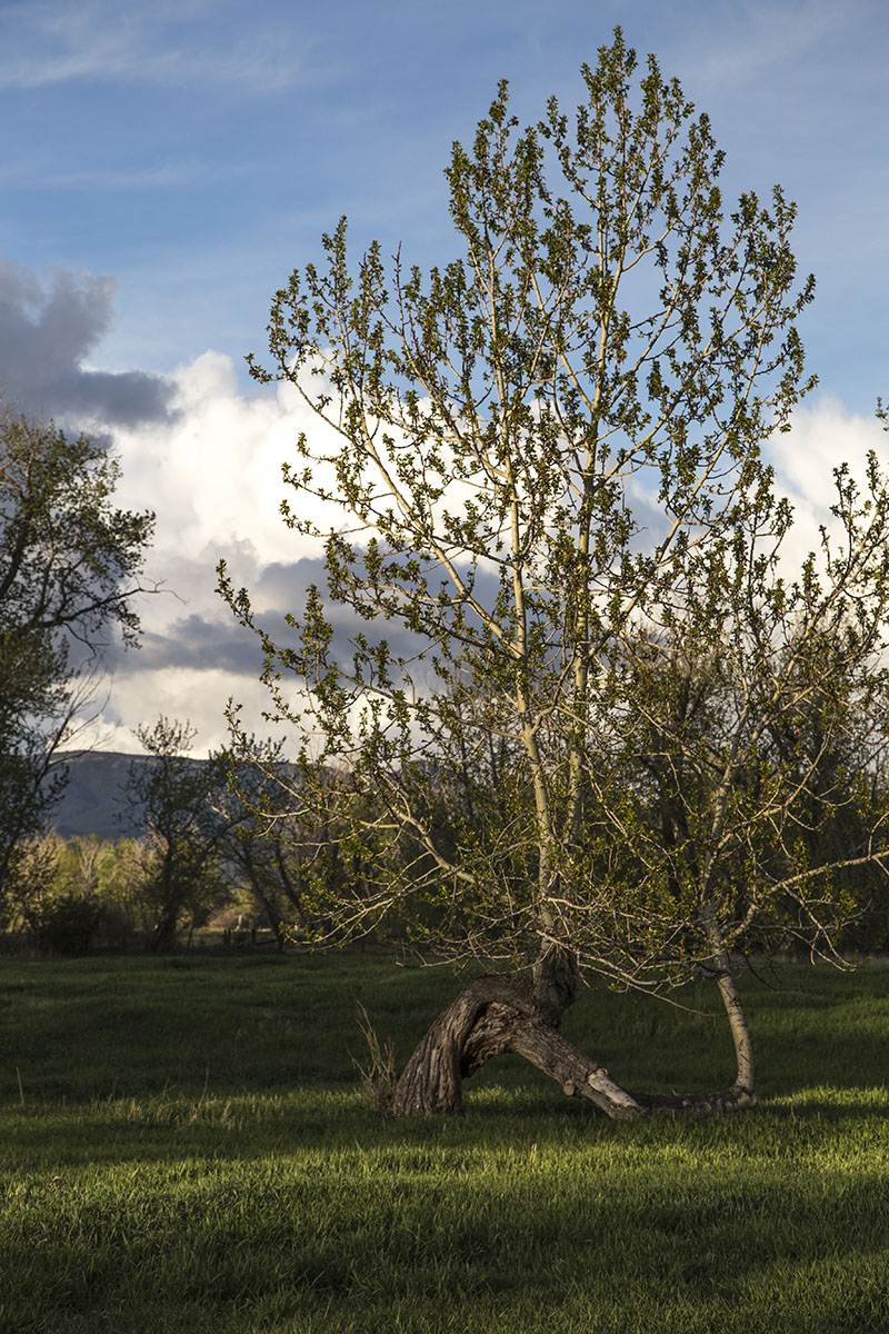 Shields River Farmstead property picture 10 of 74