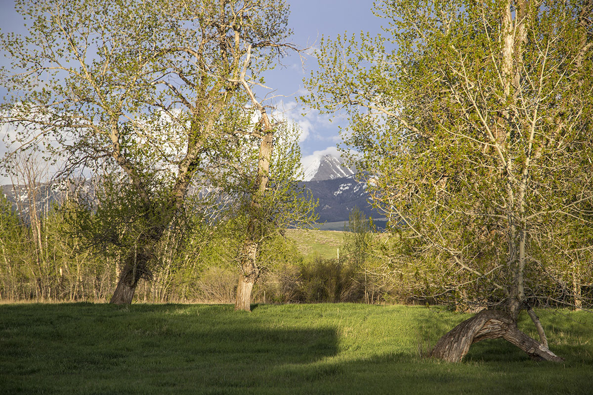 Shields River Farmstead property picture 9 of 74