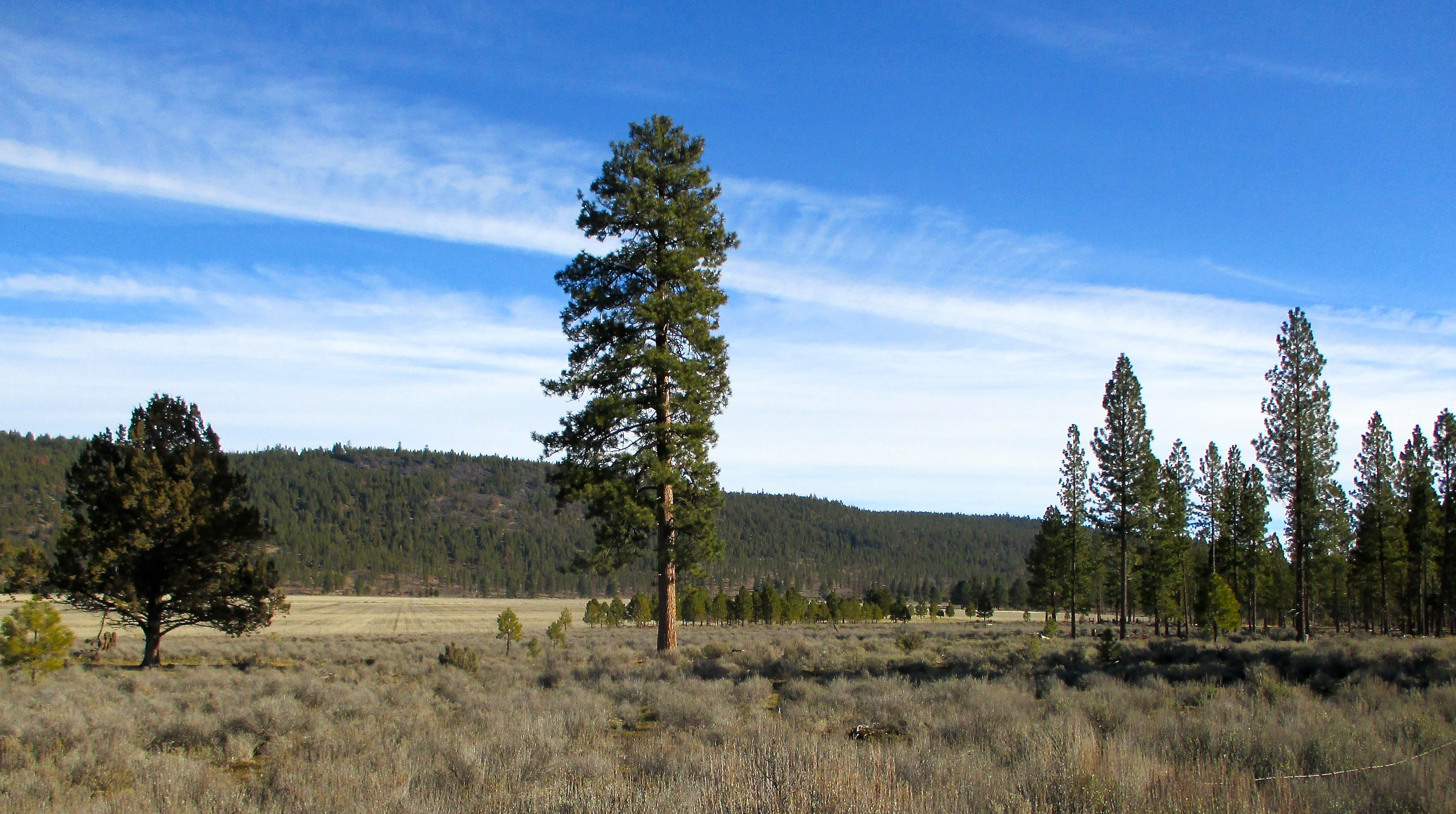 Whiteline Ranch property picture 7 of 16