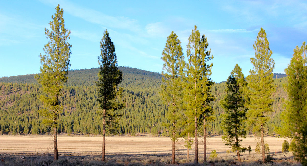 Whiteline Ranch property picture 12 of 16