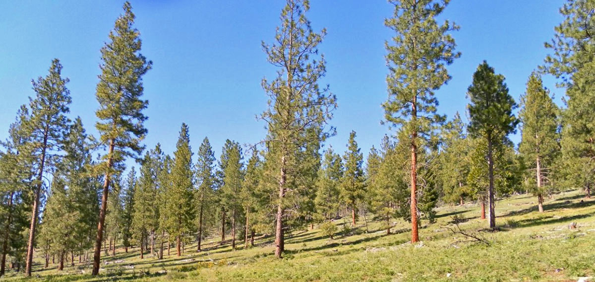 South Running Y Ranch property picture 19 of 21