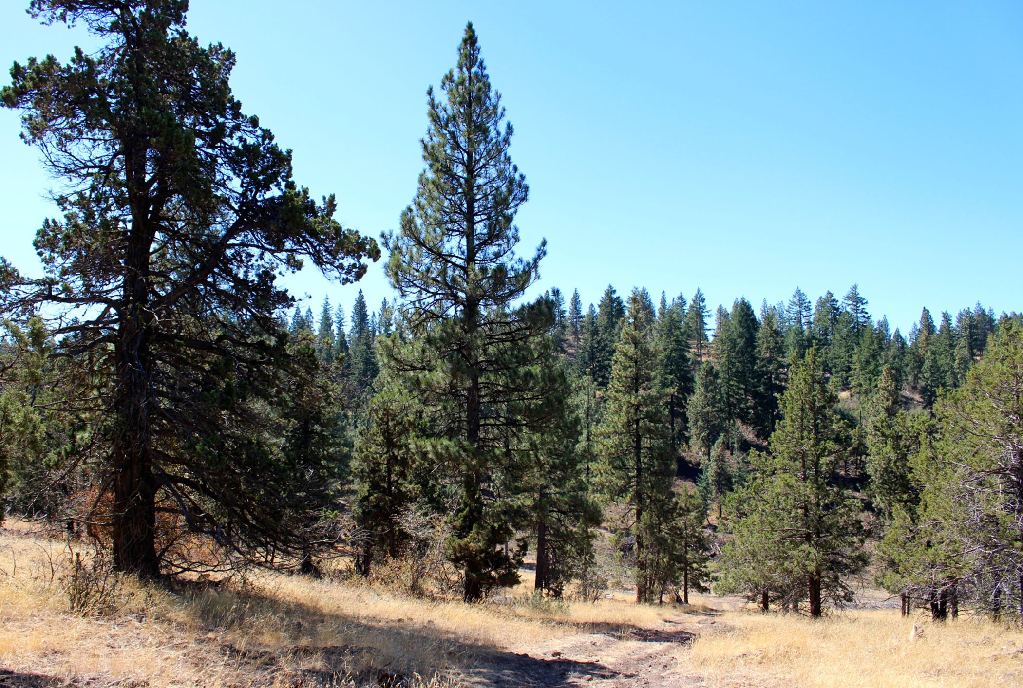 South Running Y Ranch property picture 16 of 21