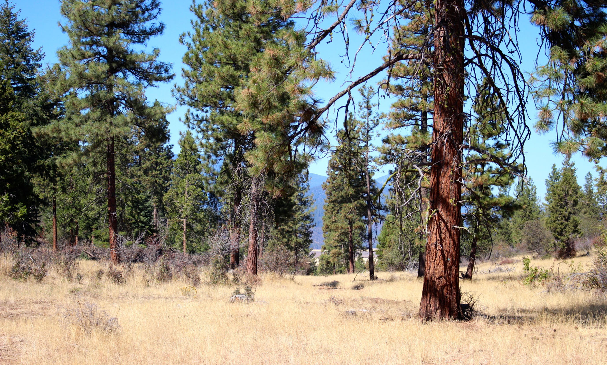 South Running Y Ranch property picture 15 of 21