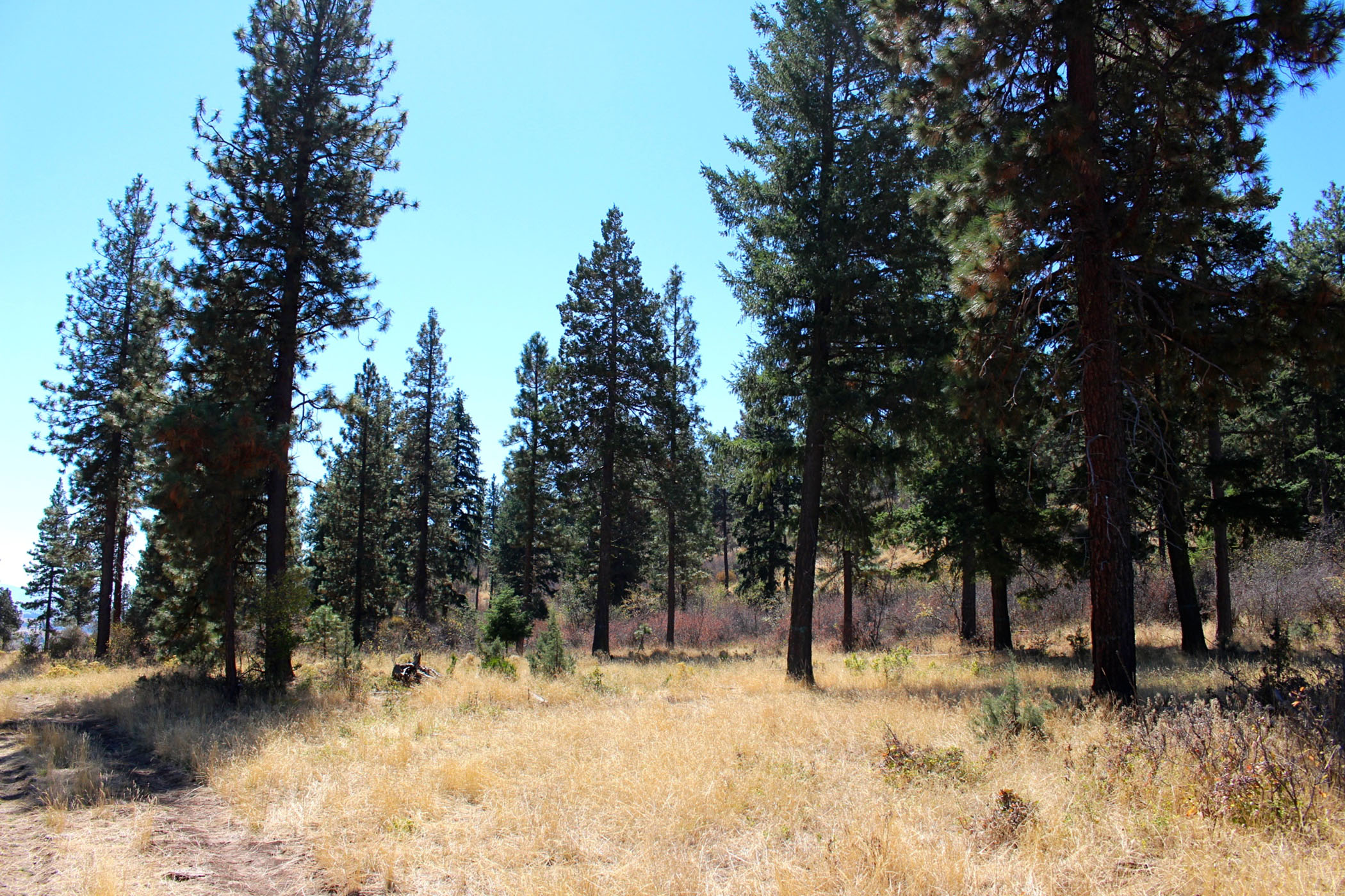 South Running Y Ranch property picture 14 of 21