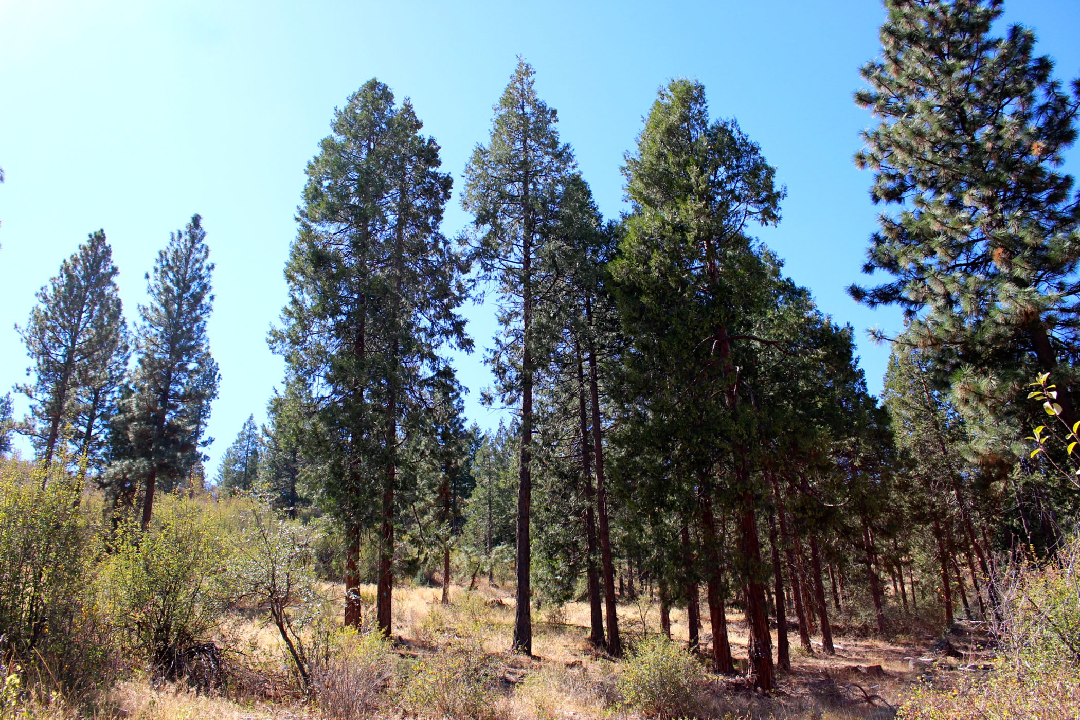 South Running Y Ranch property picture 6 of 21