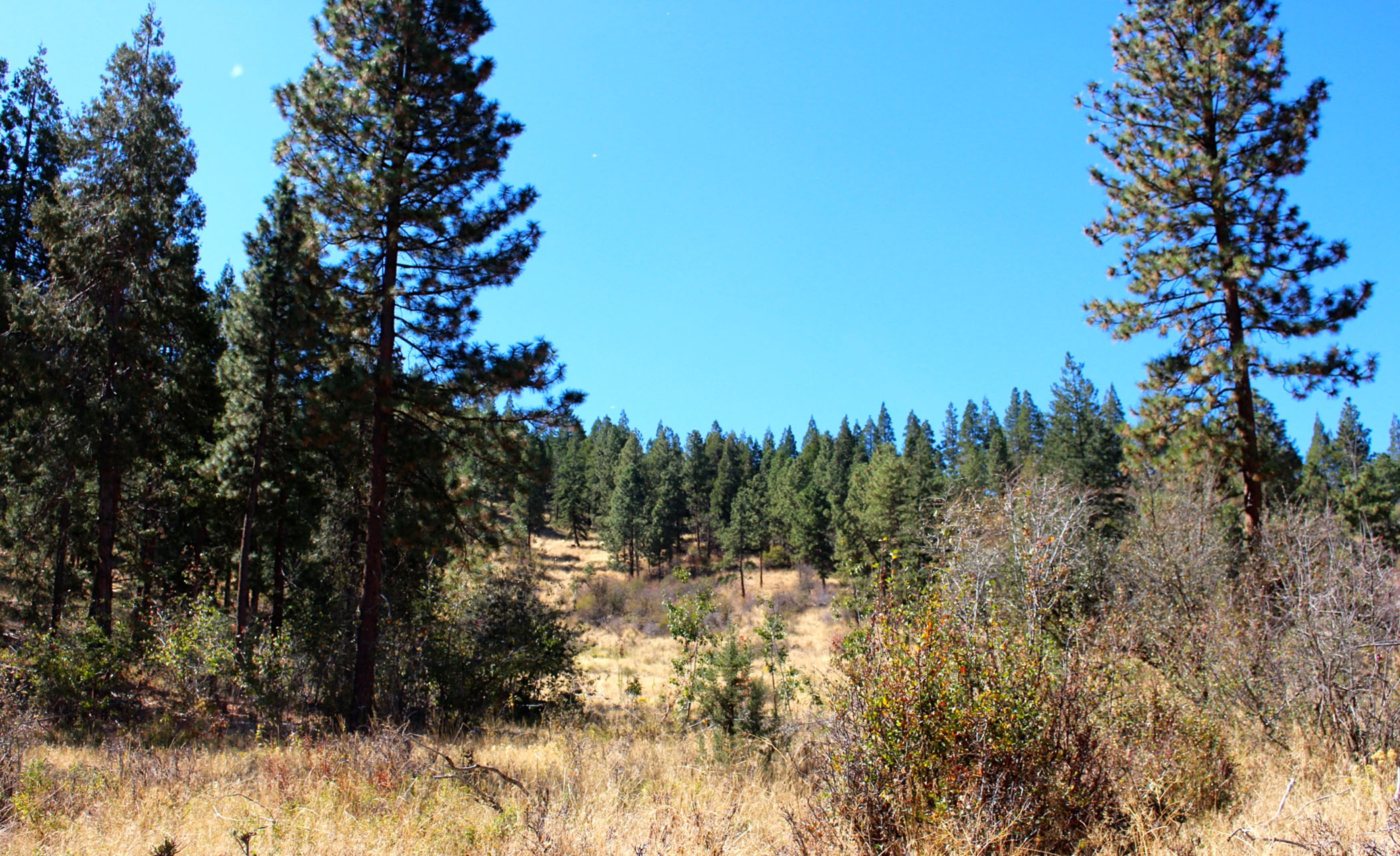 South Running Y Ranch property picture 5 of 21