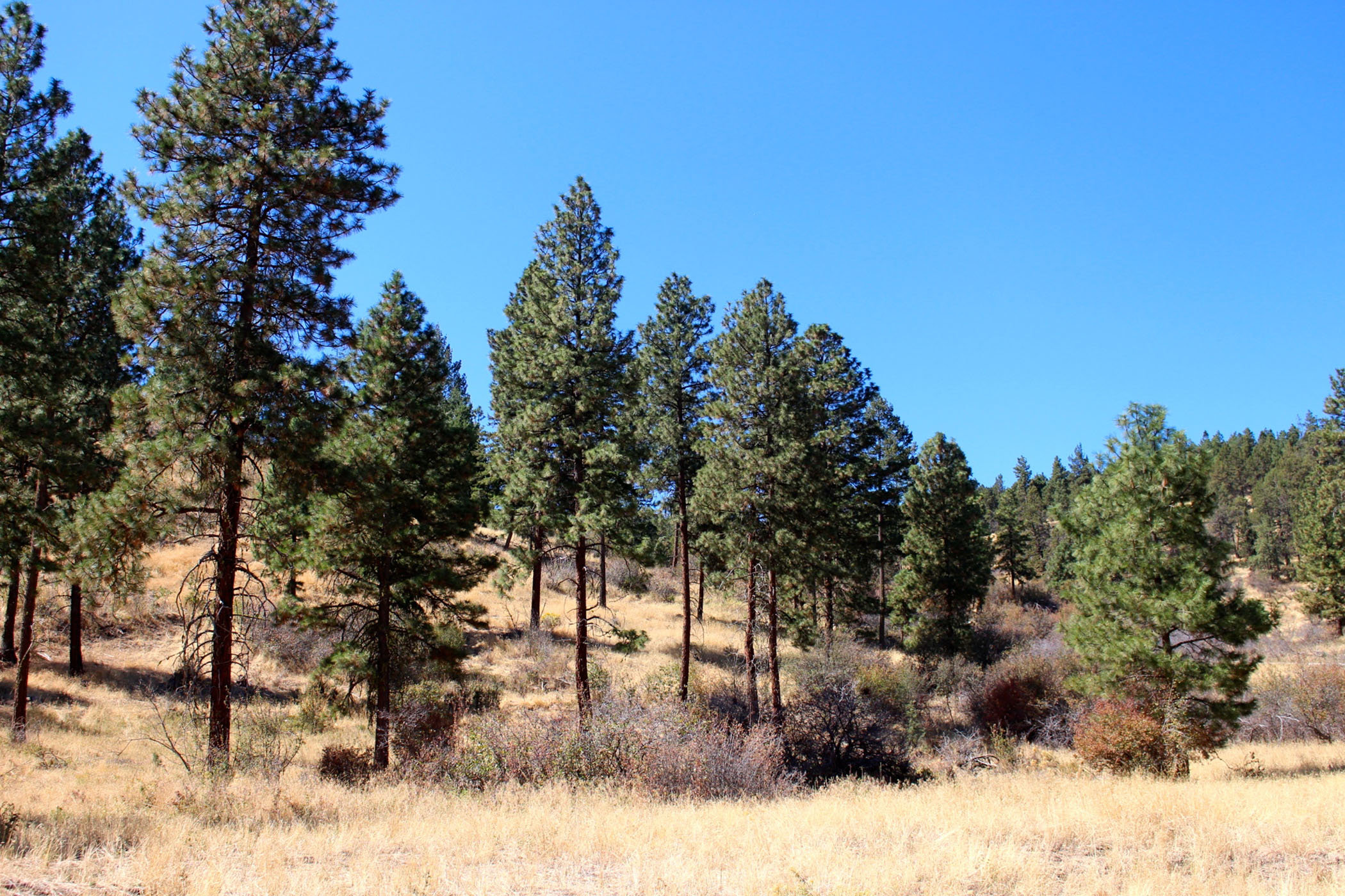 South Running Y Ranch property picture 4 of 21