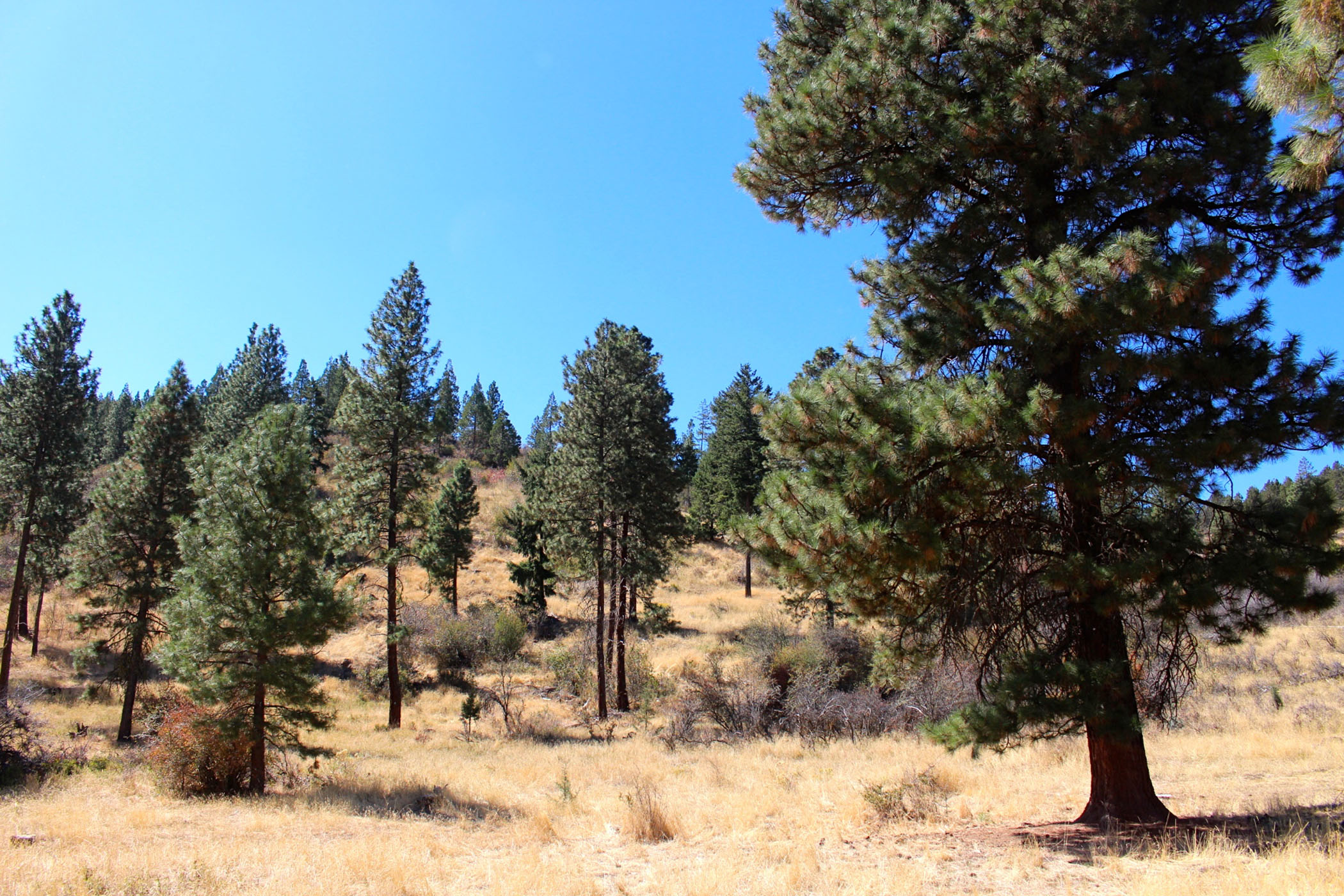 South Running Y Ranch property picture 3 of 21