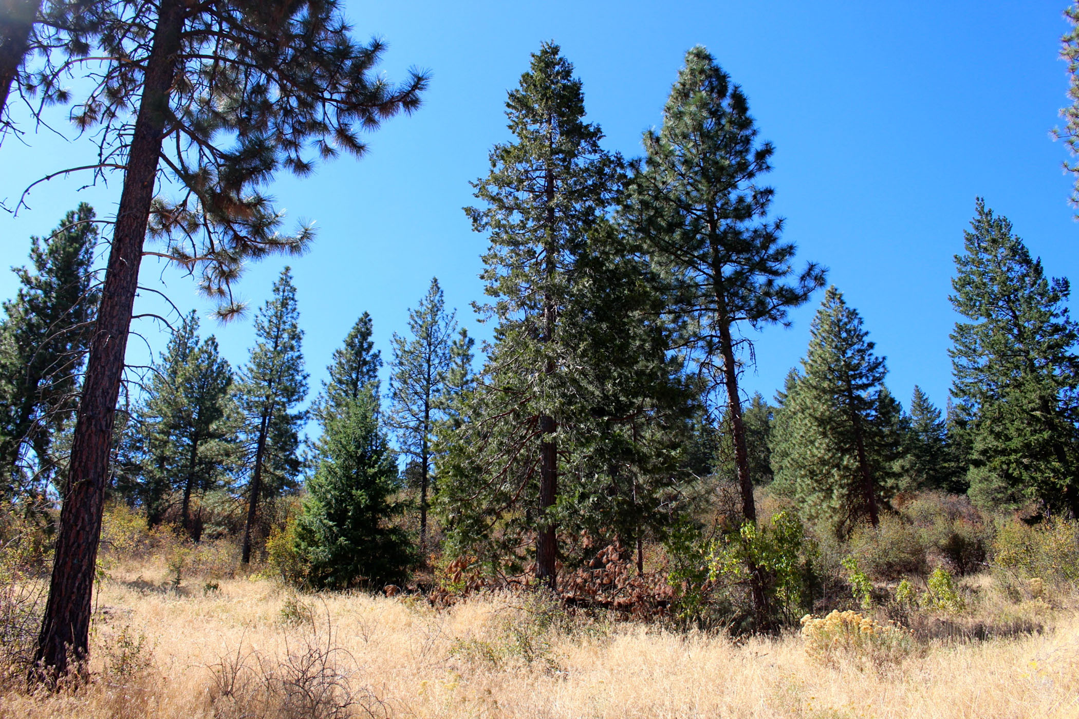 South Running Y Ranch property picture 2 of 21