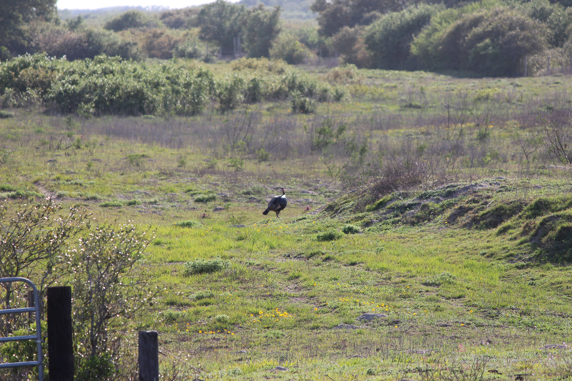 Costa Grande Ranch property picture 17 of 19