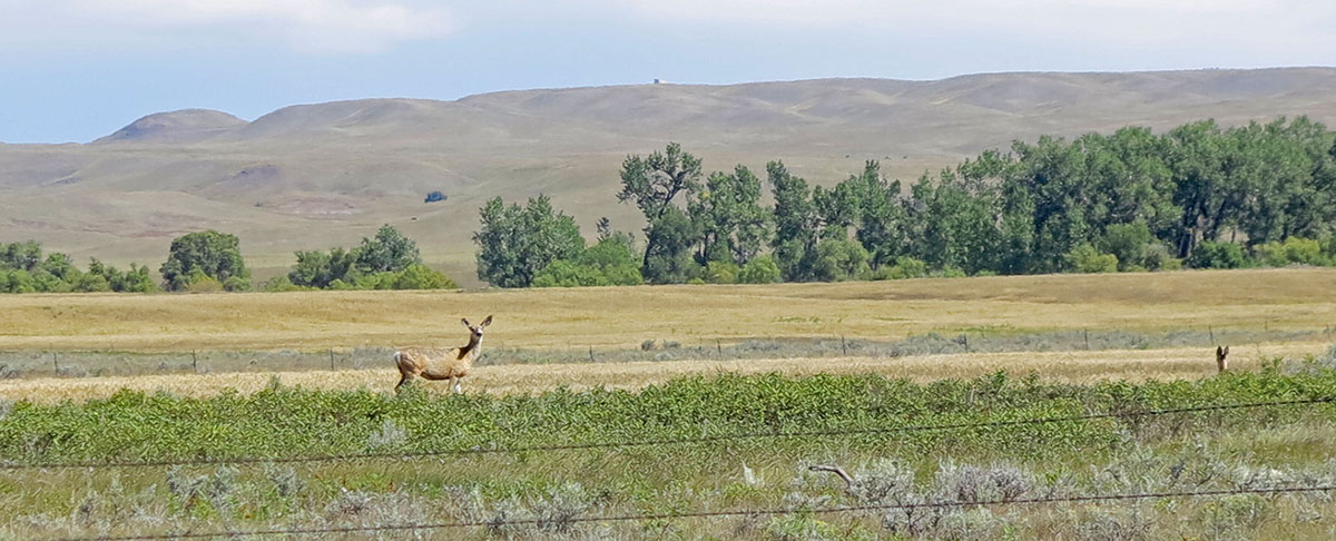 Prairie Creek Ranch property picture 26 of 35