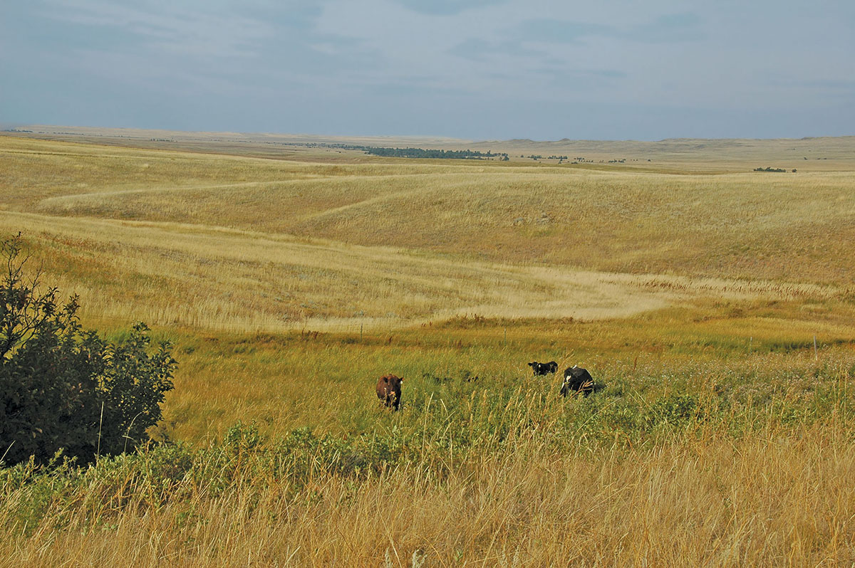 Prairie Creek Ranch property picture 9 of 35