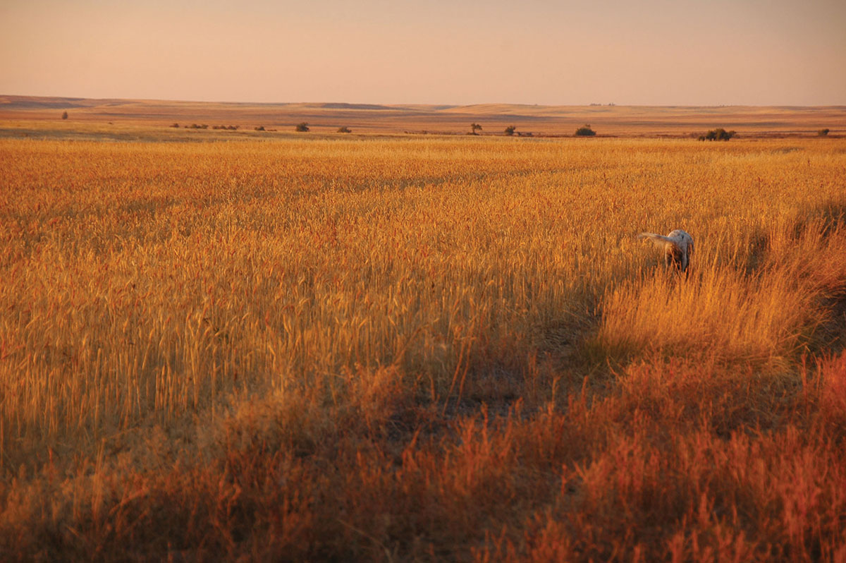 Prairie Creek Ranch property picture 3 of 35