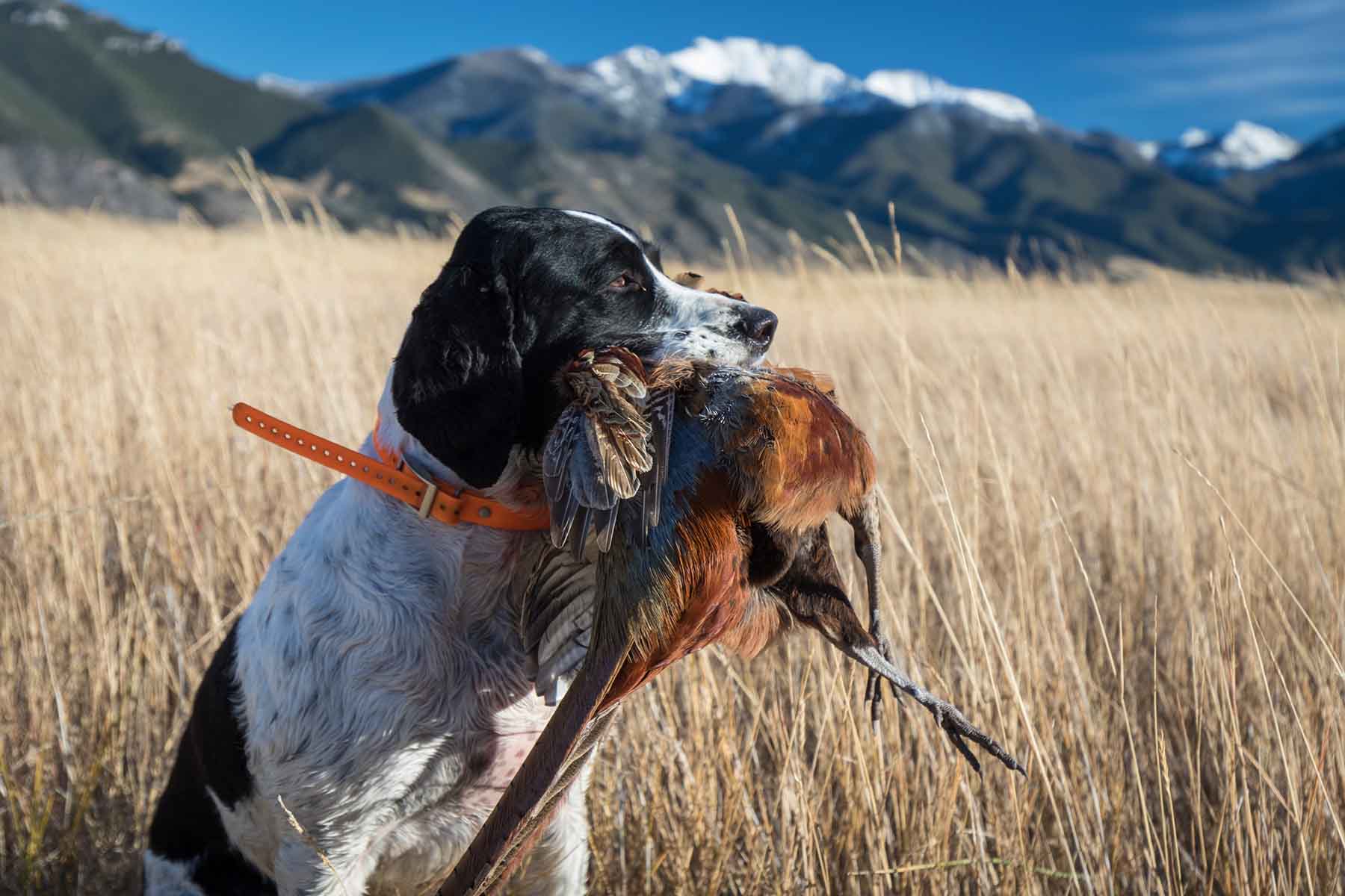 Circle 9 Spring Creek Ranch property picture 7 of 53