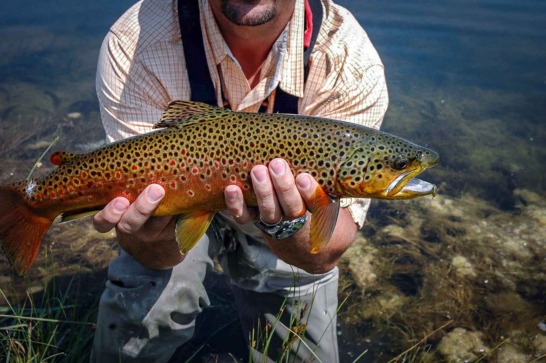 Circle 9 Spring Creek Ranch property picture 33 of 53