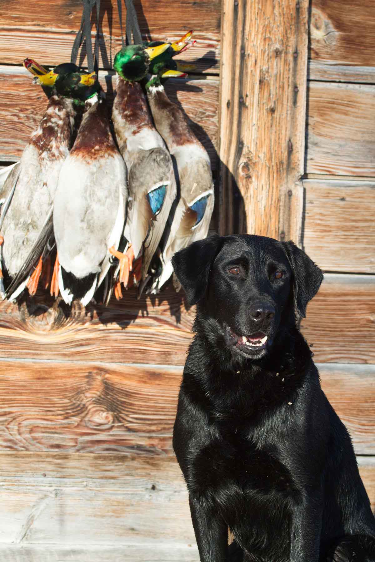 Circle 9 Spring Creek Ranch property picture 38 of 53