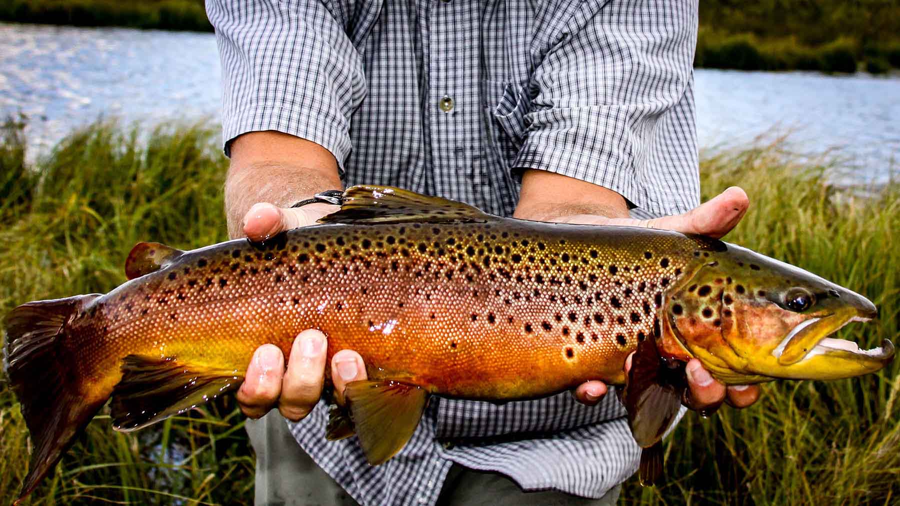 Circle 9 Spring Creek Ranch property picture 25 of 53