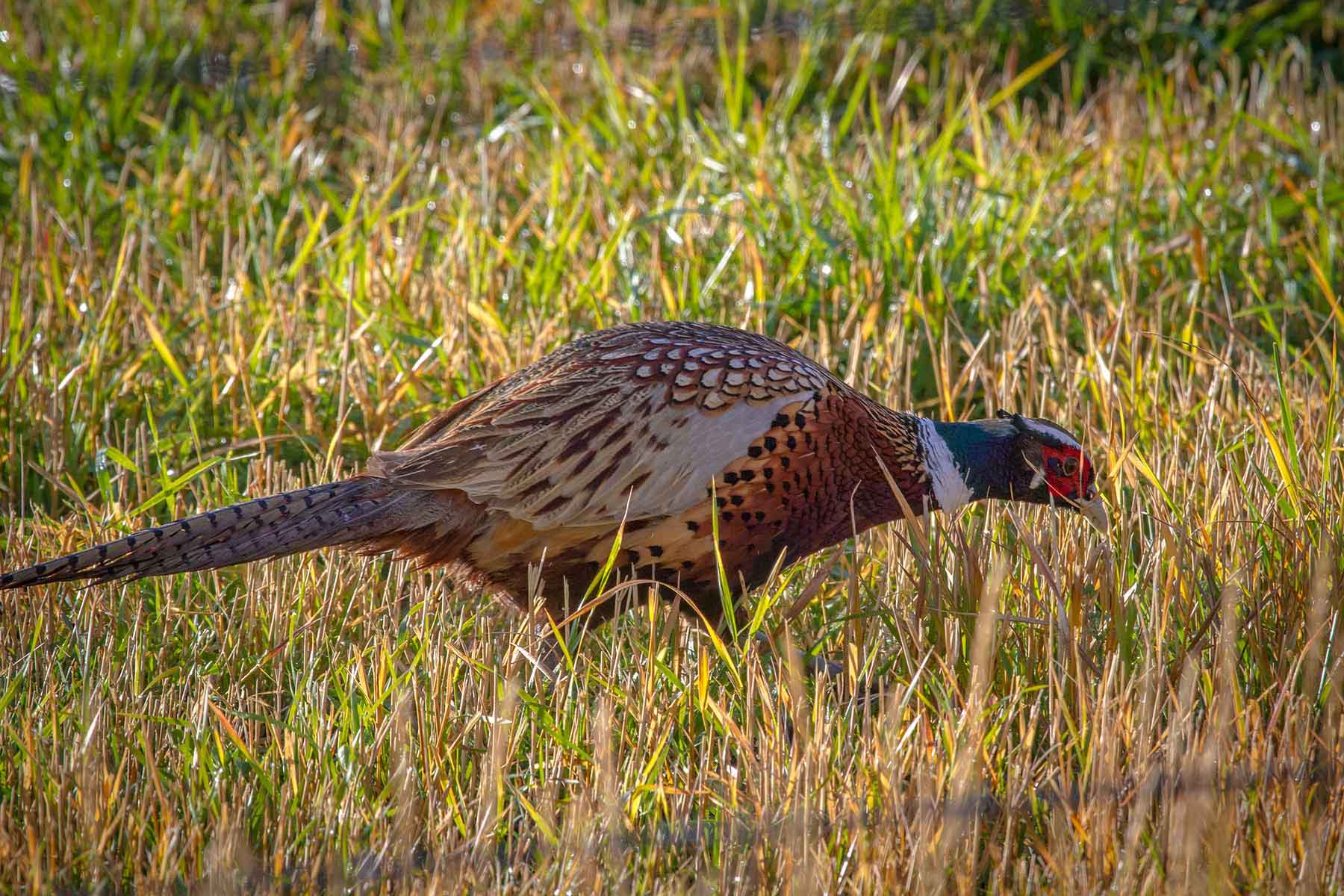 Circle 9 Spring Creek Ranch property picture 44 of 53